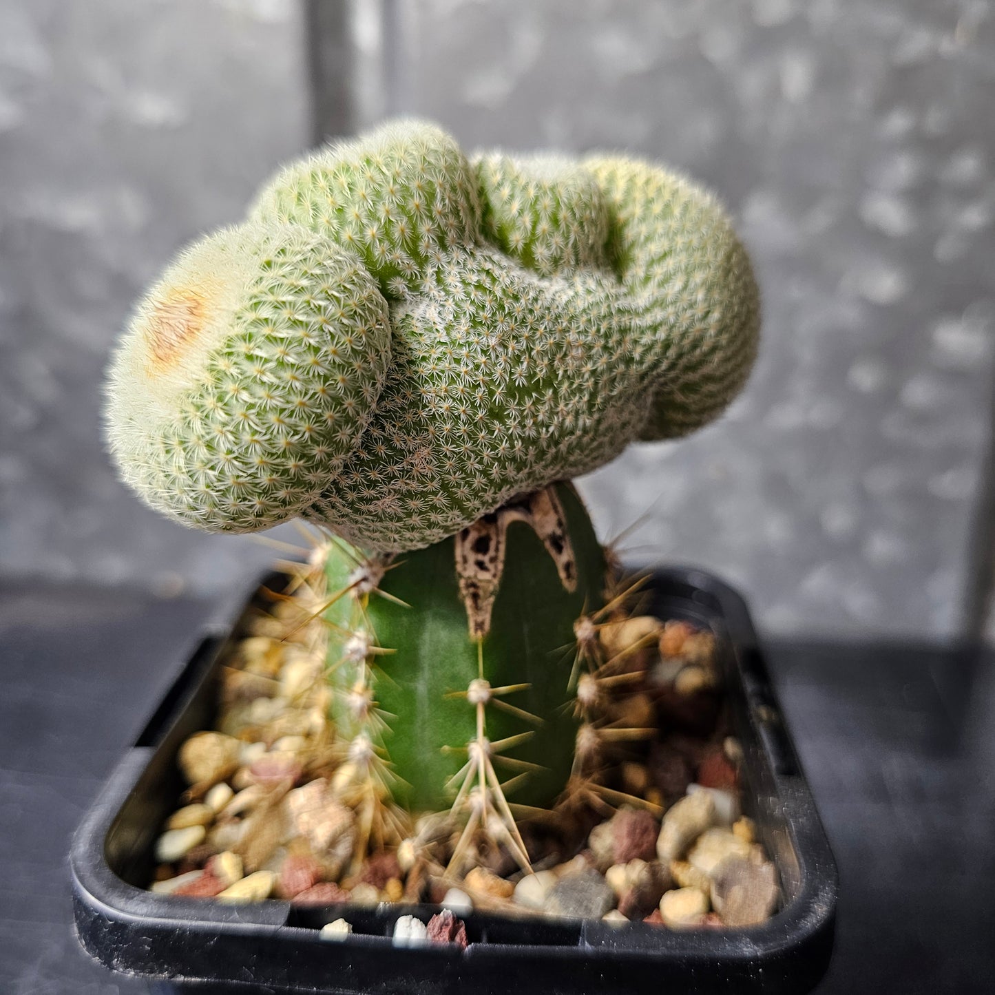 Epithelantha unguispina crest