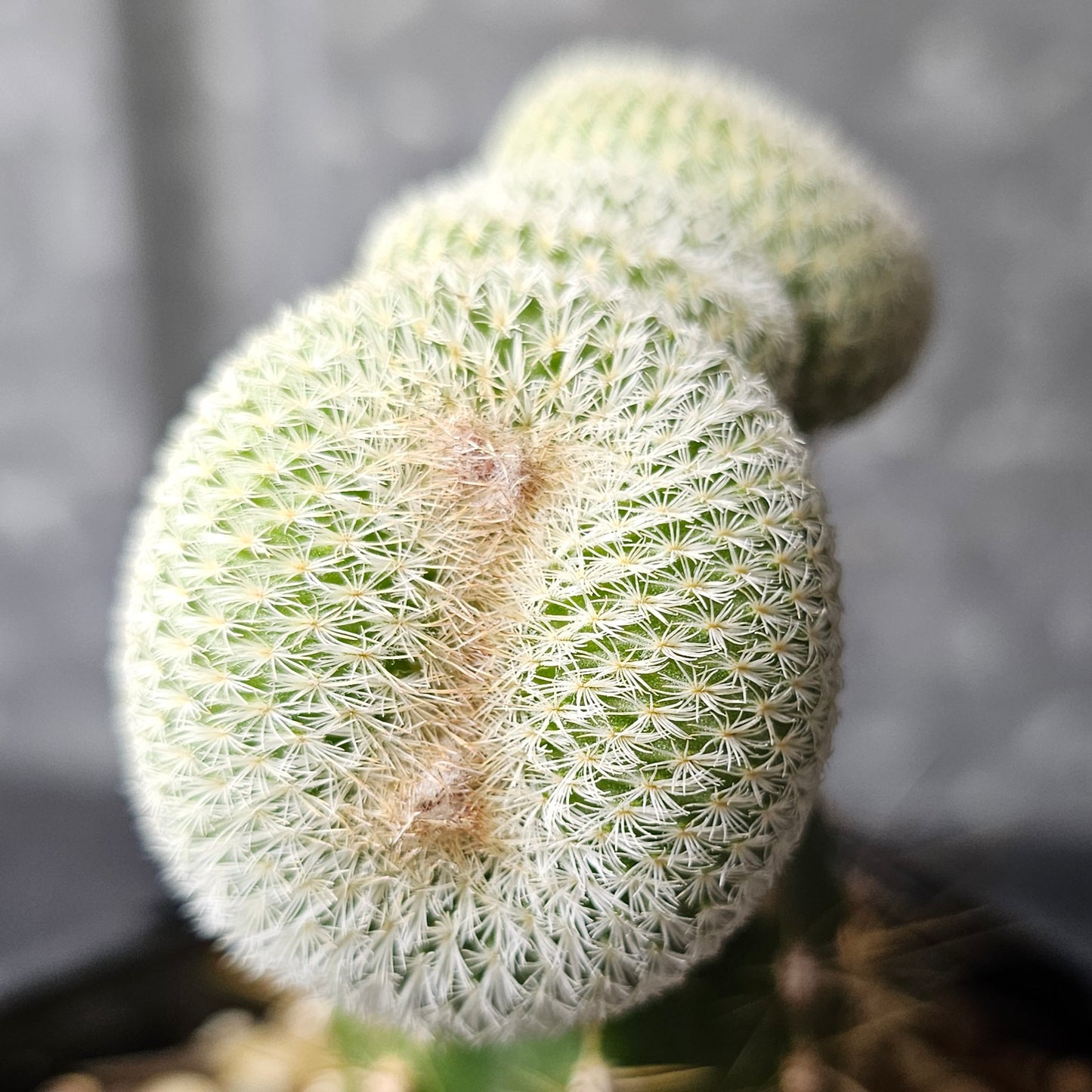 Epithelantha unguispina crest