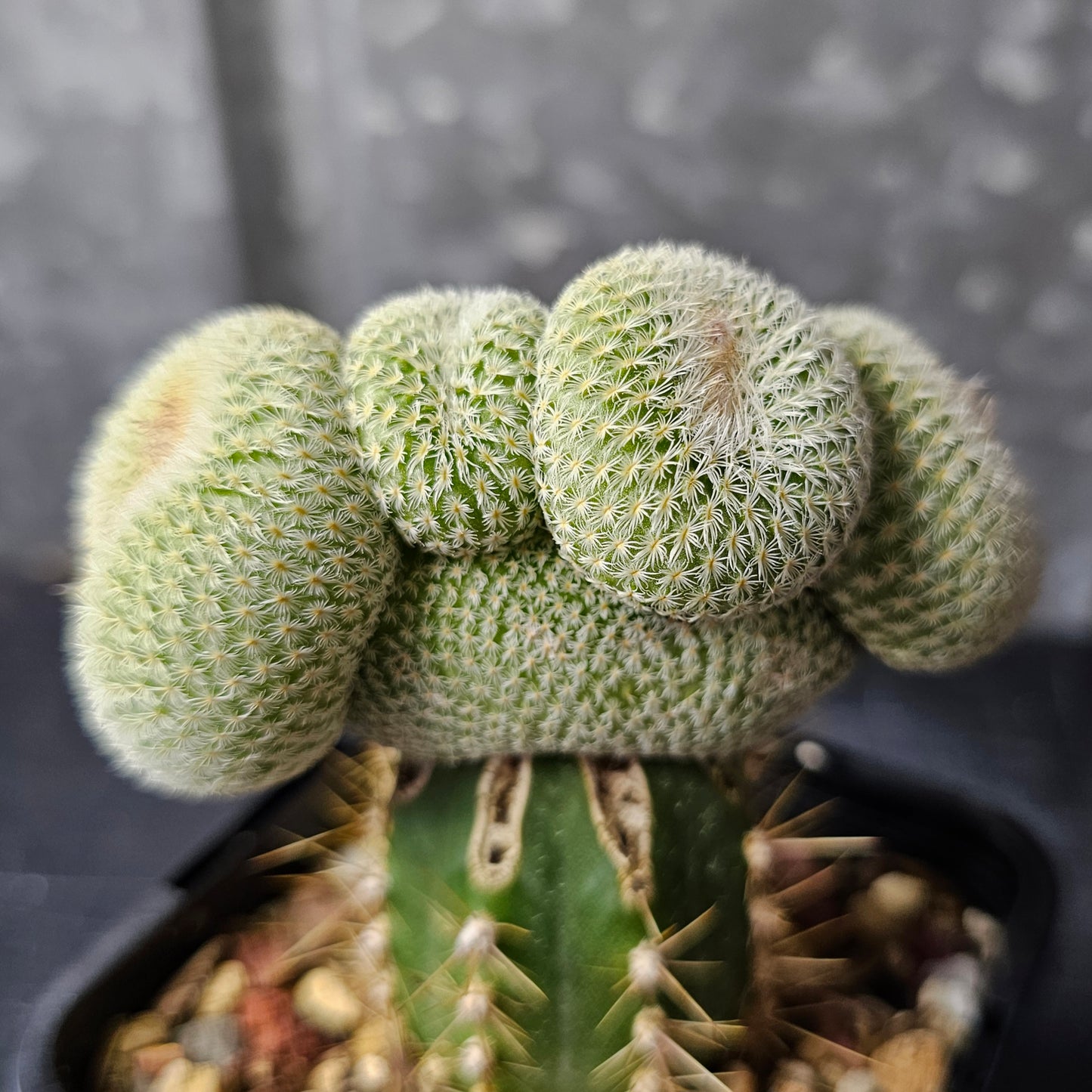 Epithelantha unguispina crest