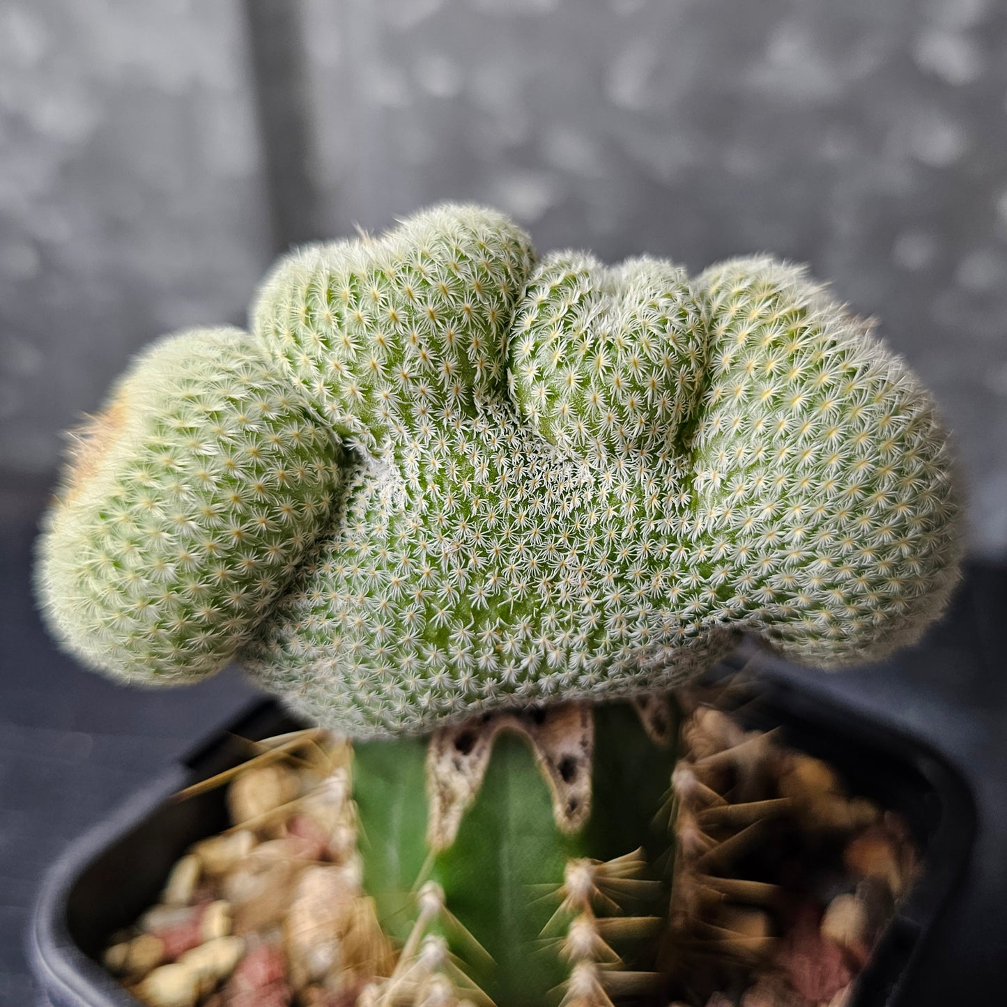 Epithelantha unguispina crest