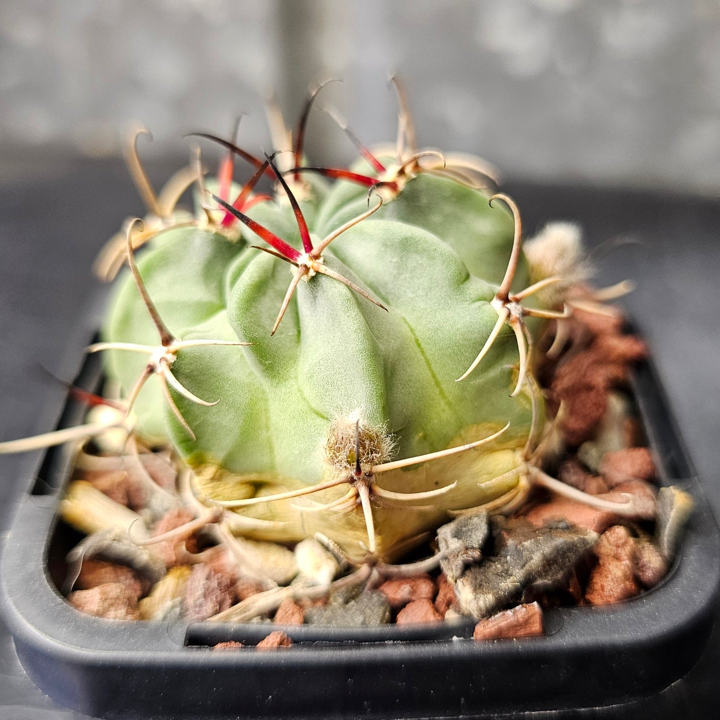 Lobivia jajoiana v. paucicostata WR217