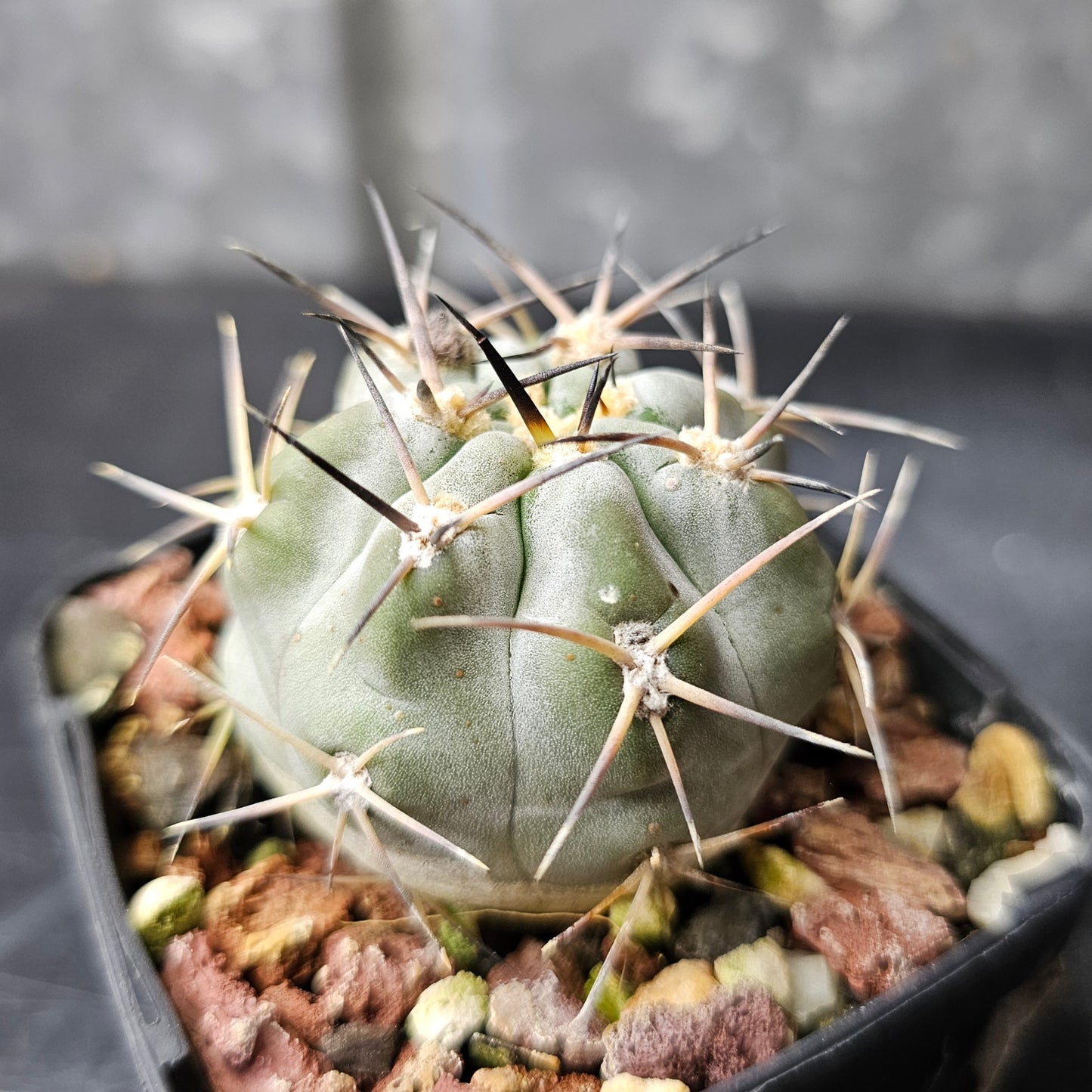 Acanthocalycium glaucum