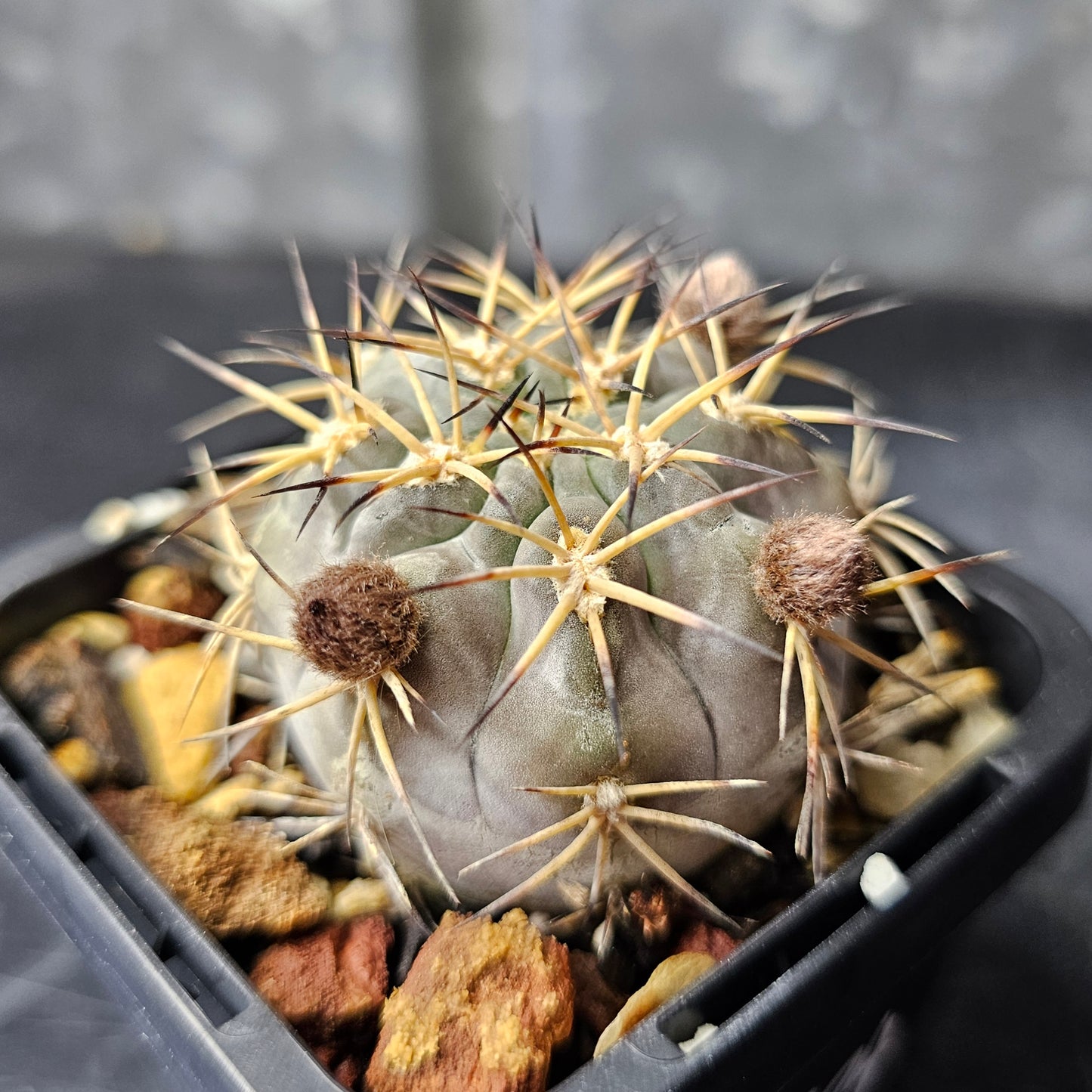 Lobivia thionantha v. glauca