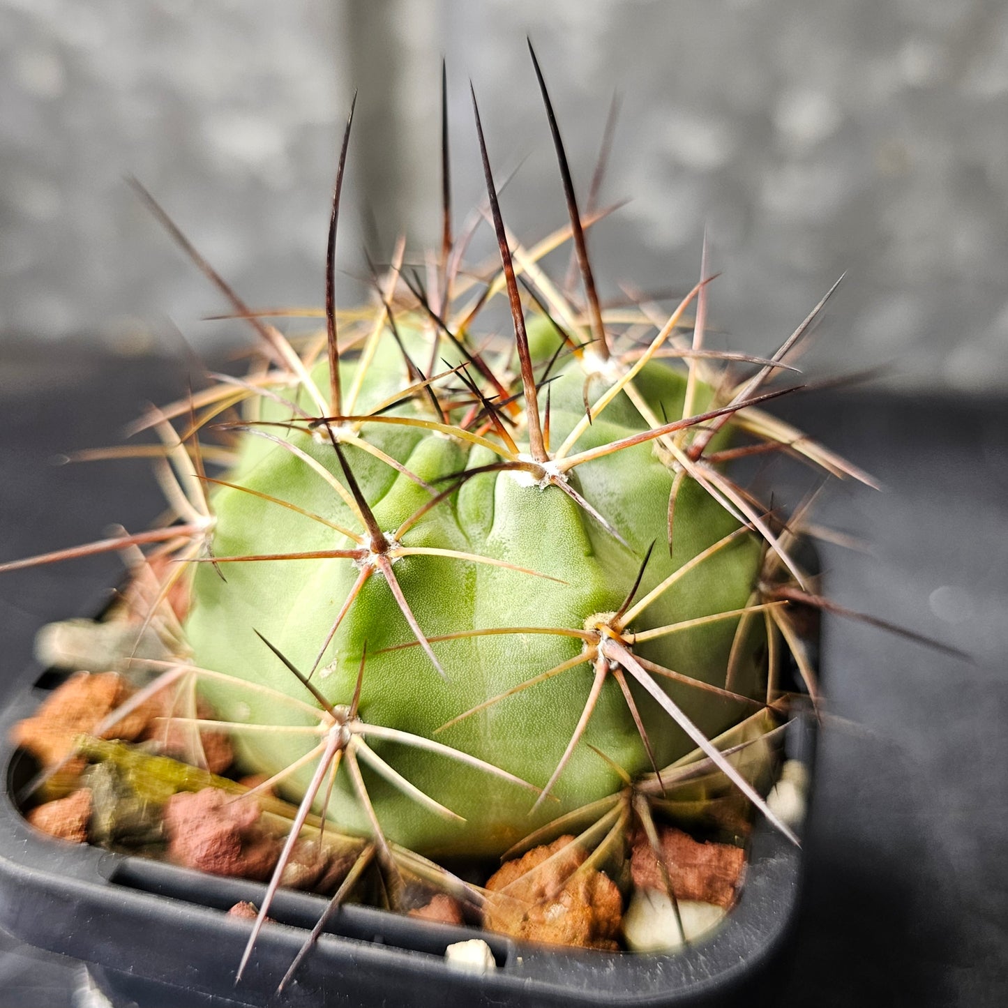 Acanthocalycium kuehassii