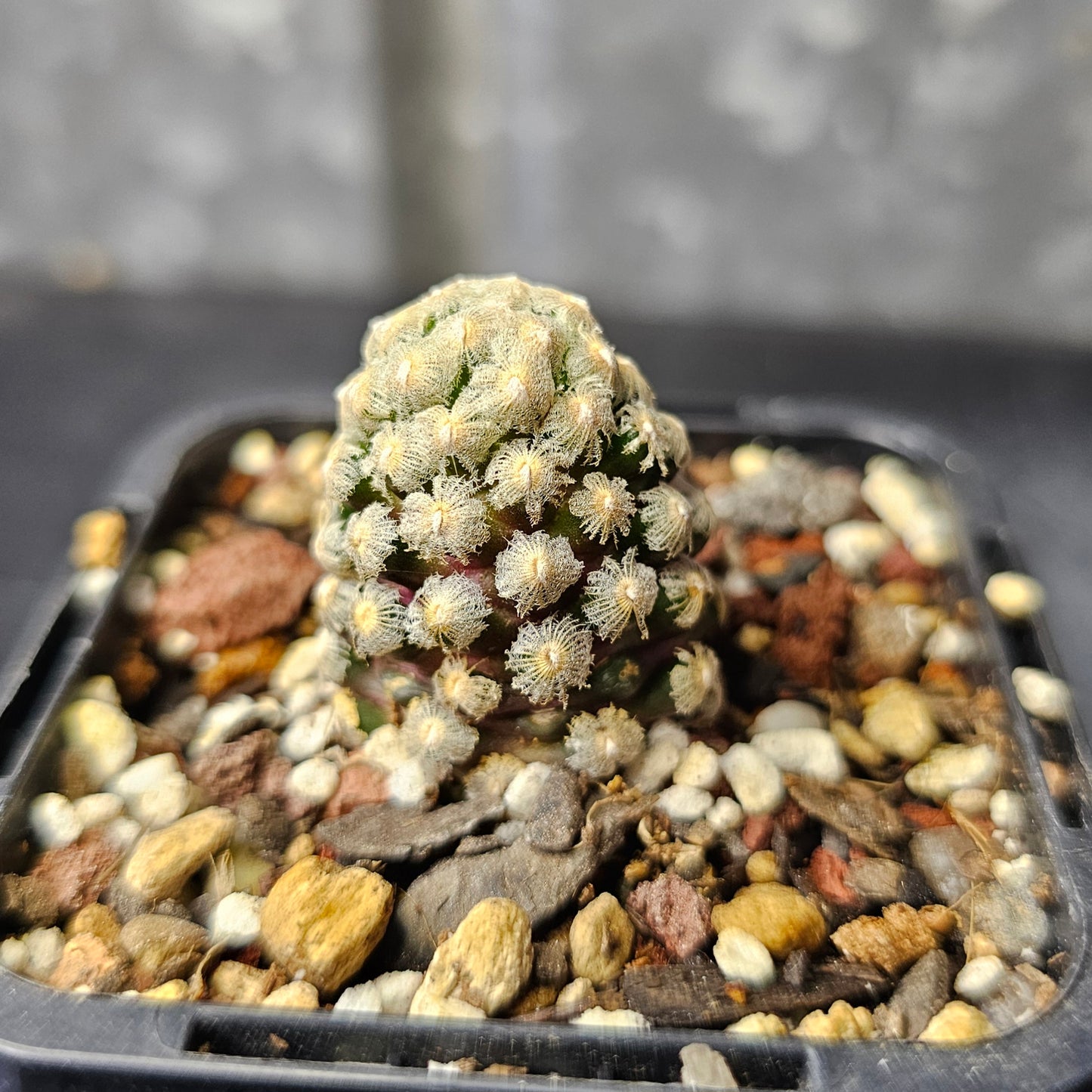 Mammillaria theresae (seed grown)