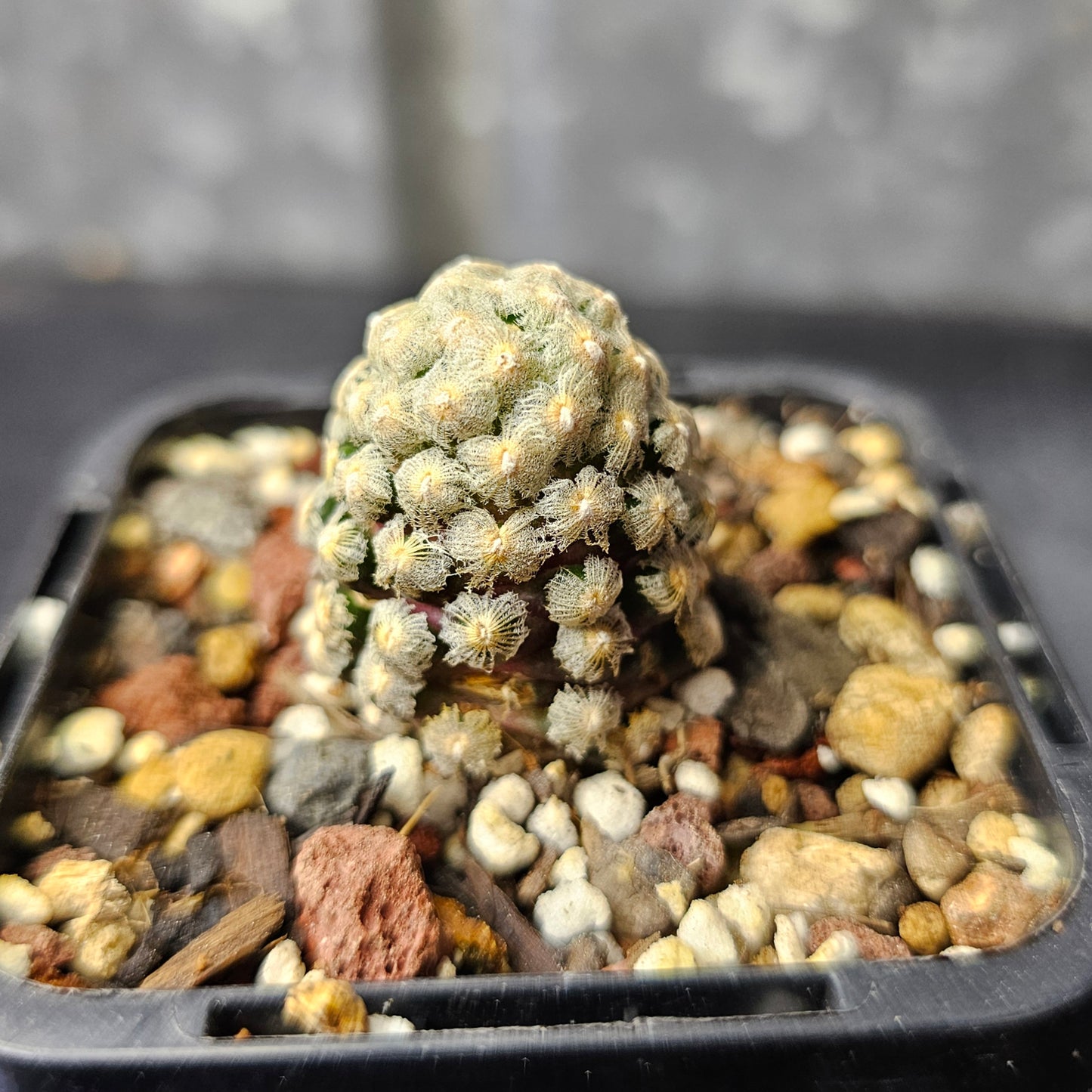 Mammillaria theresae (seed grown)