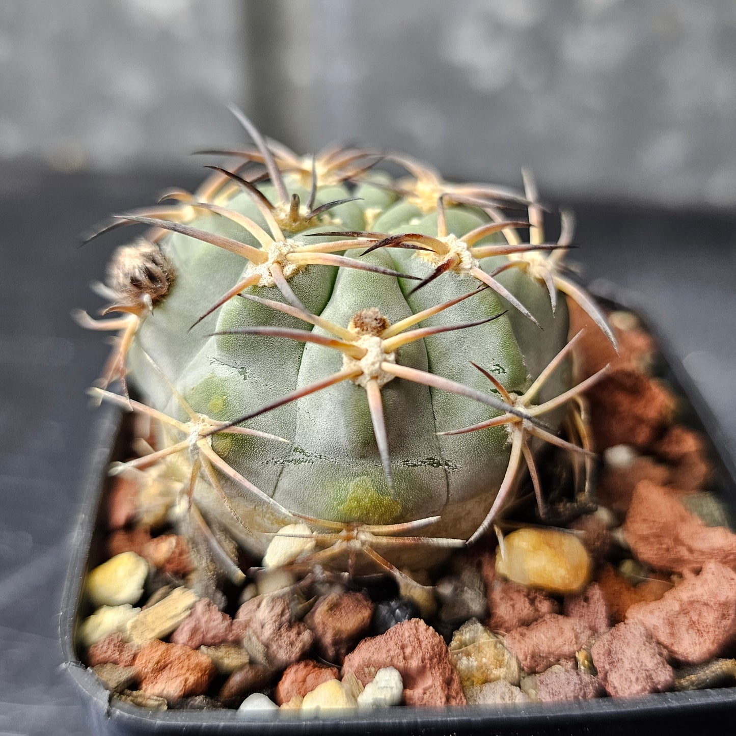 Acanthocalycium thionanthum v. glaucum P394