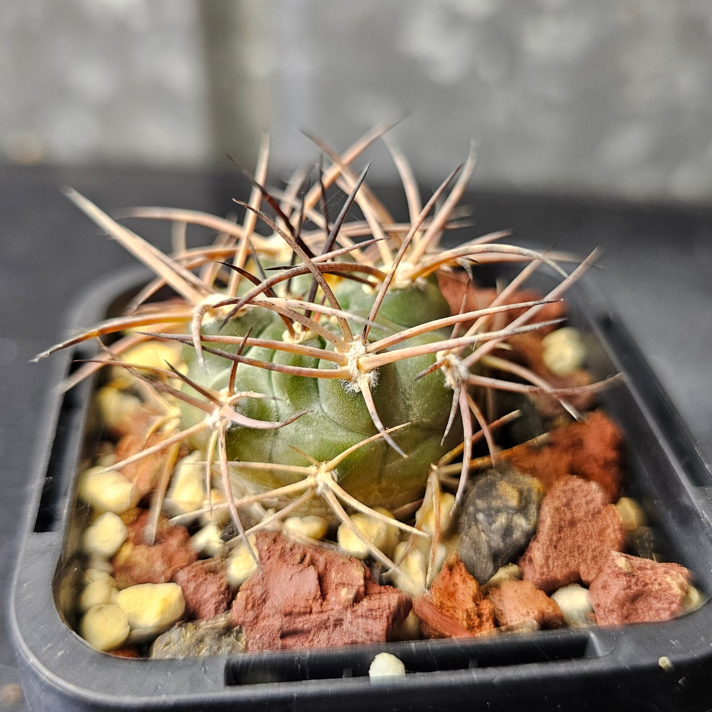 Acanthocalycium glaucum P394