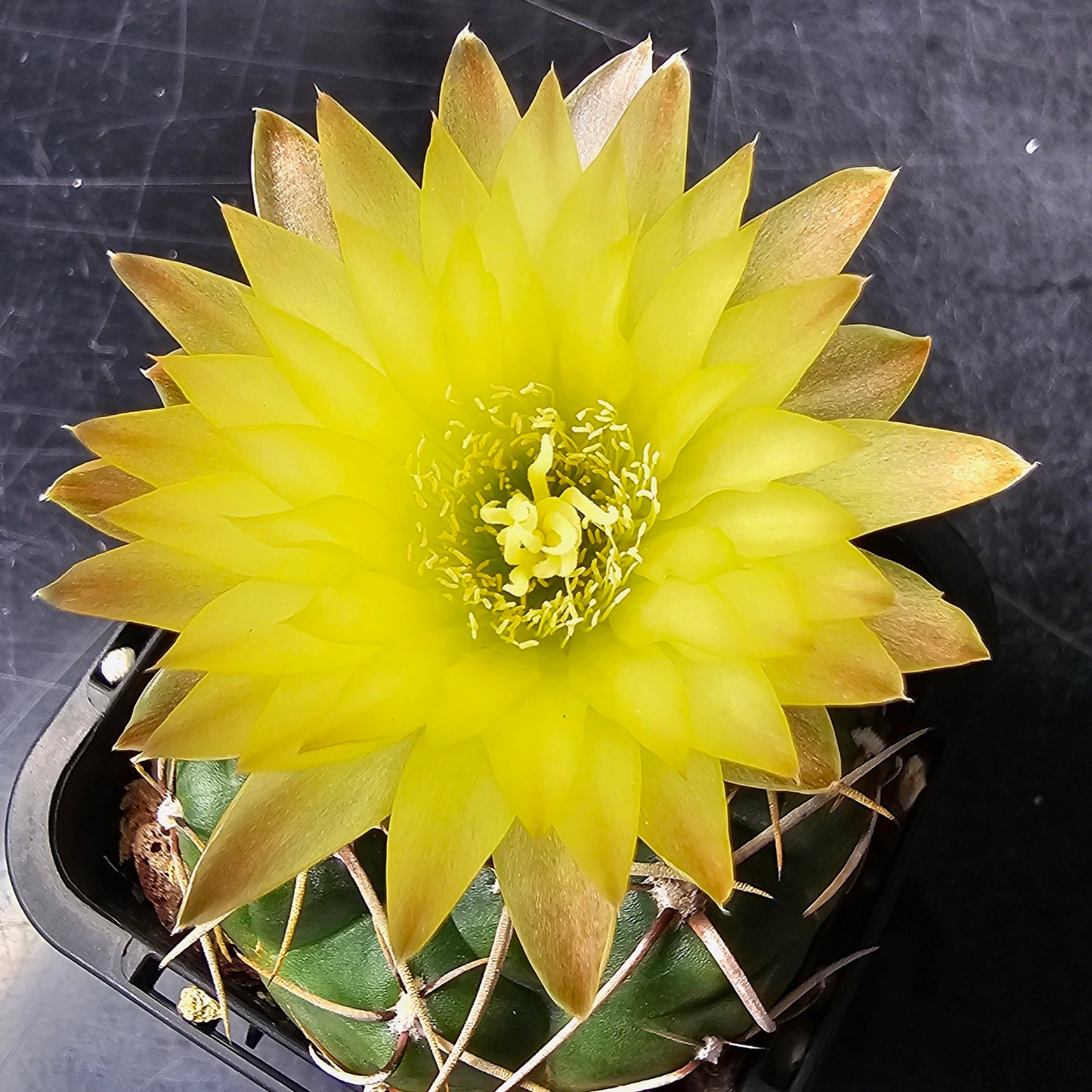 Gymnocalycium artigas