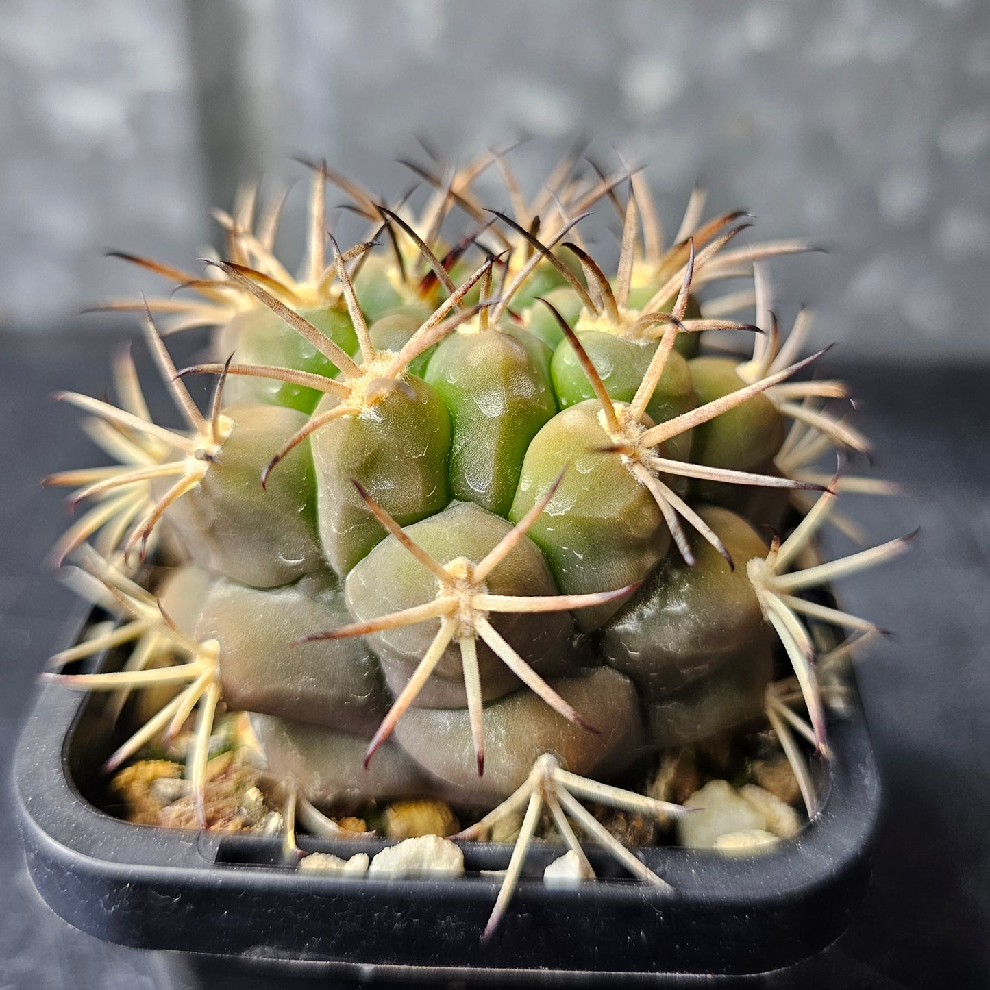 Gymnocalycium lumbrerasense FR962