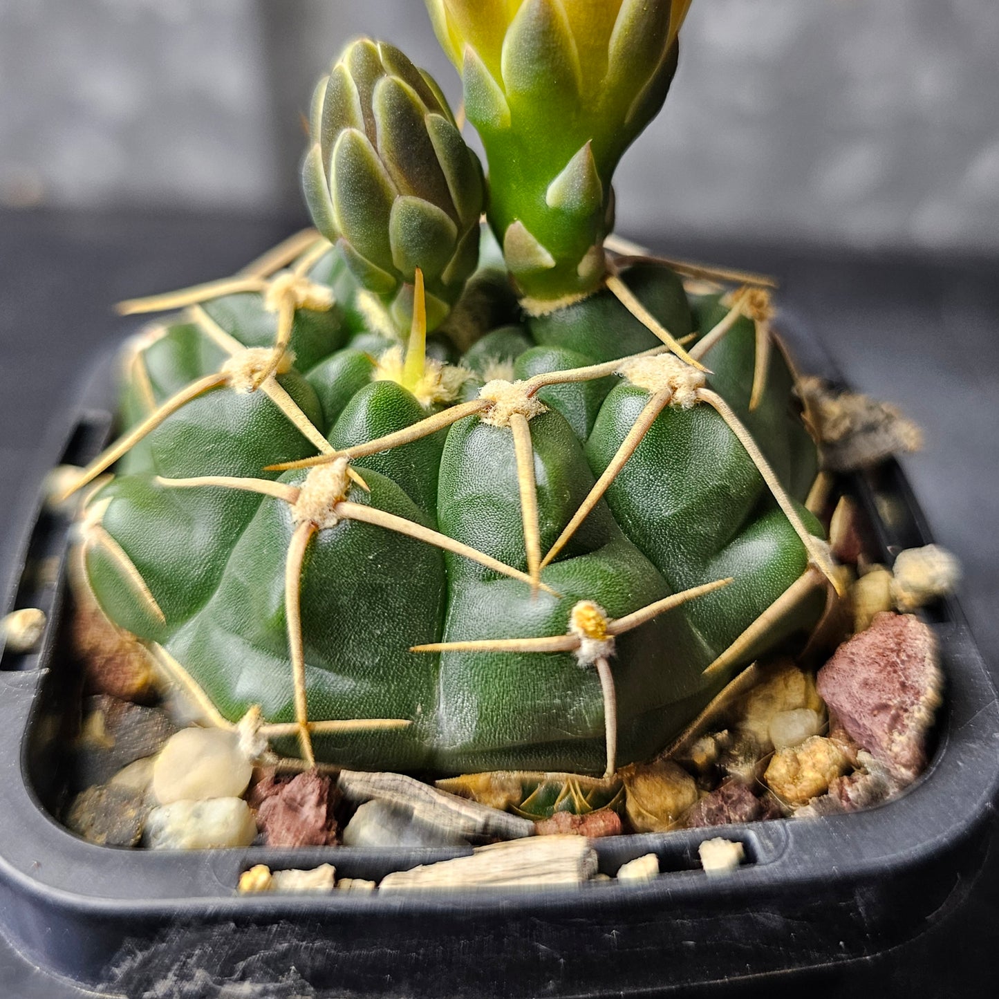Gymnocalycium uruguayense v. roseiflorum LB655