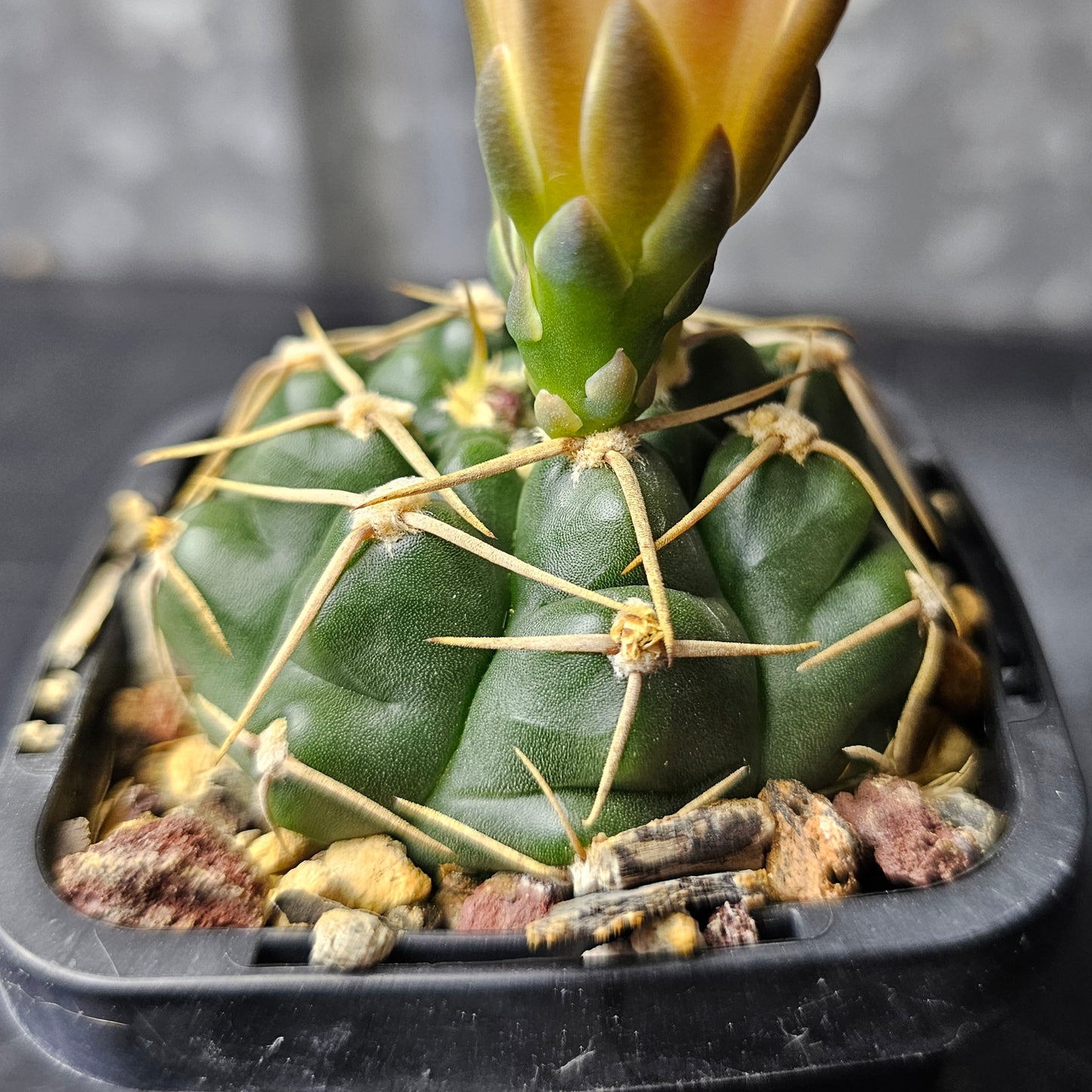 Gymnocalycium uruguayense v. roseiflorum LB655