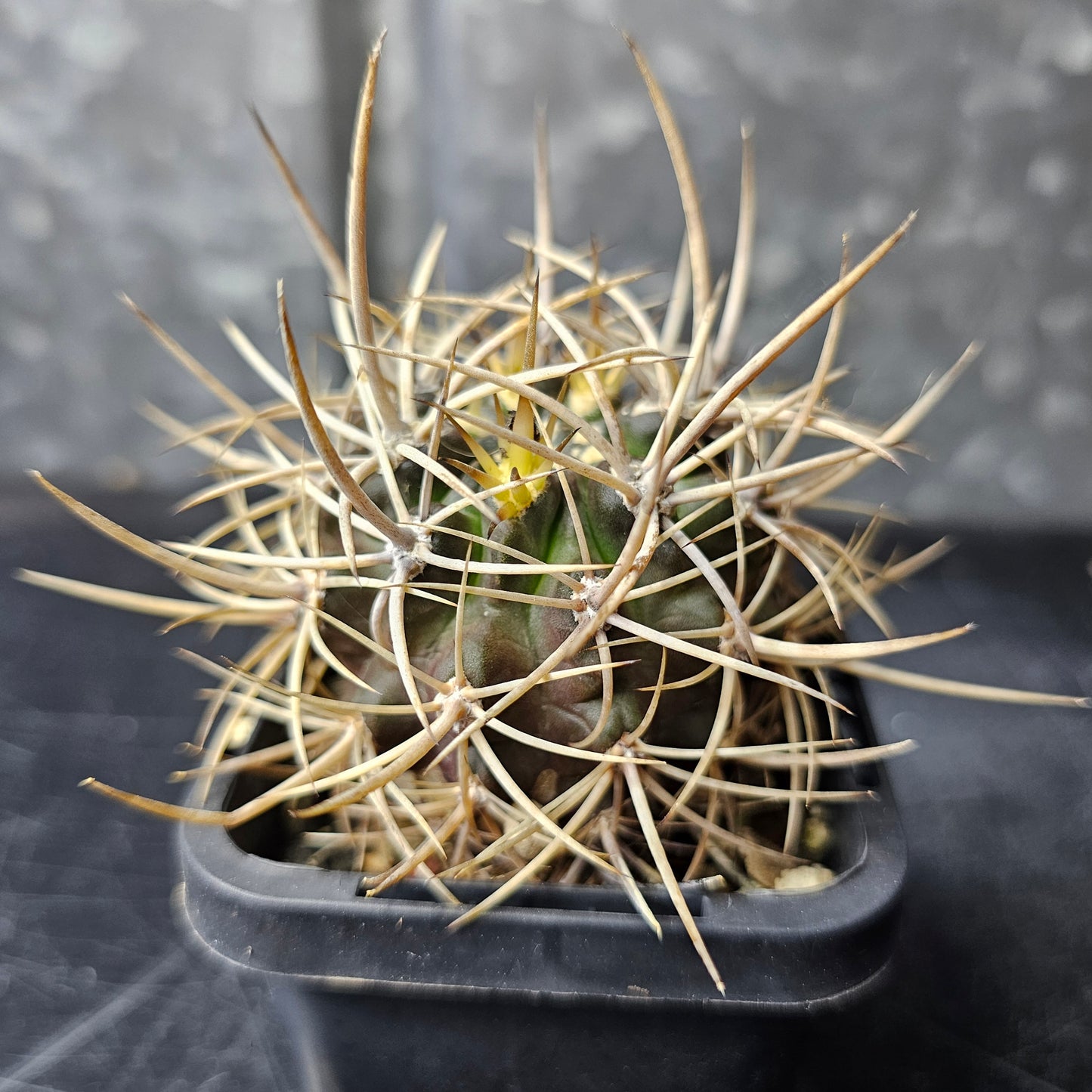 Horridocactus illapelensis