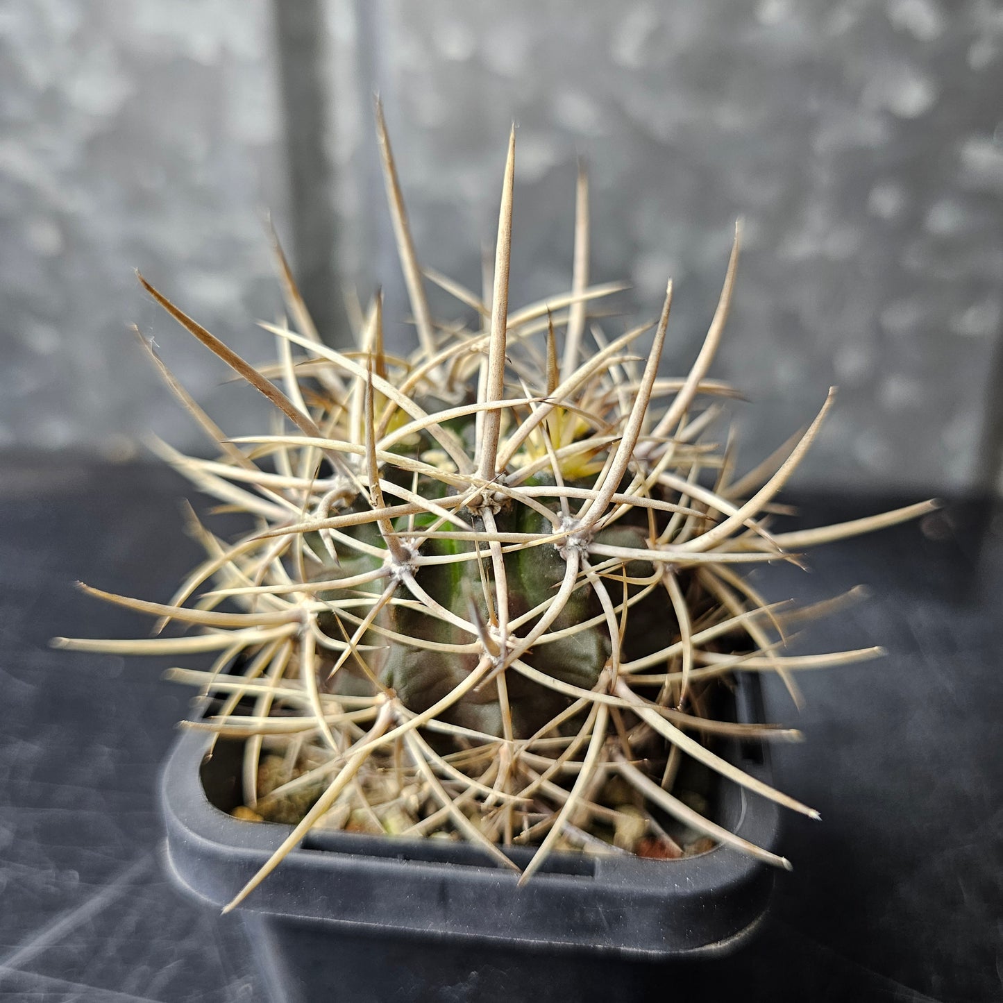 Horridocactus illapelensis