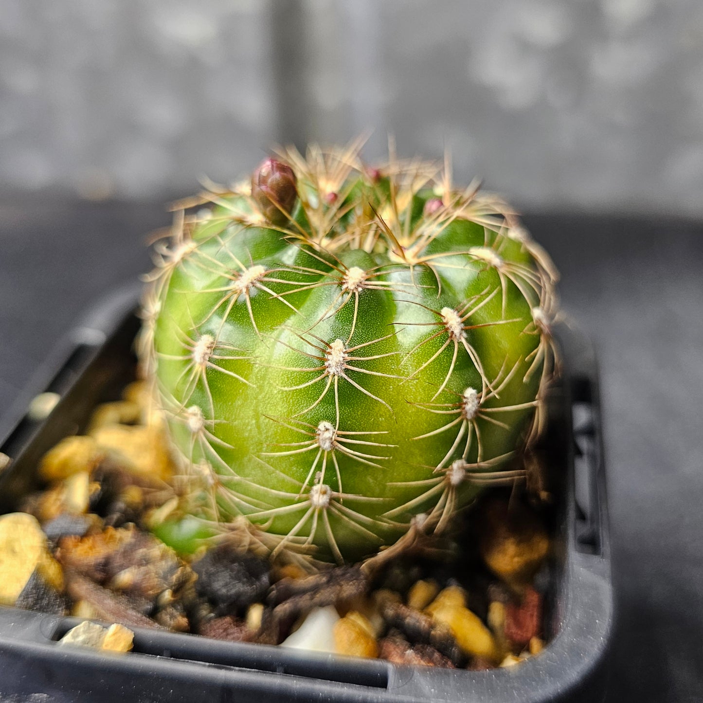 Gymnocalycium mesopotamica
