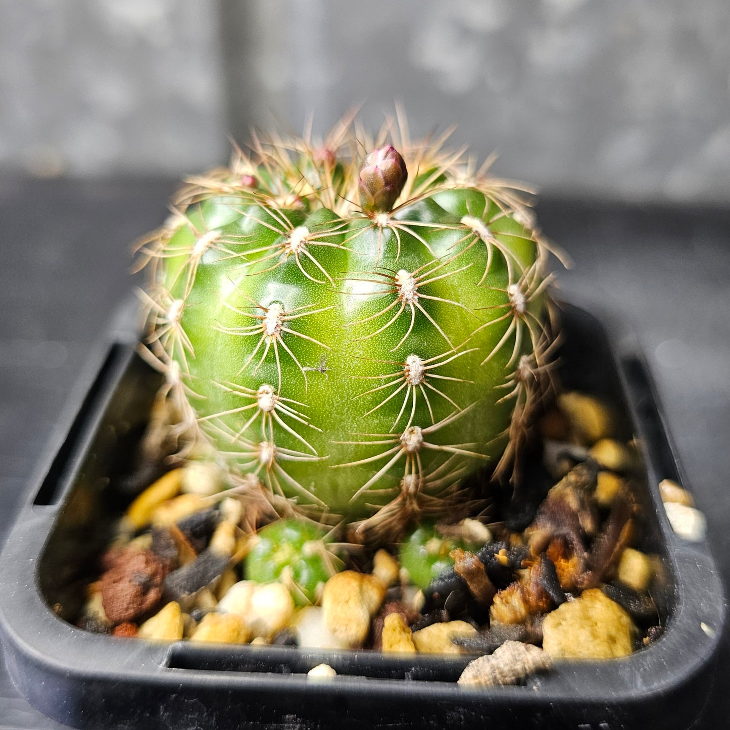 Gymnocalycium mesopotamica