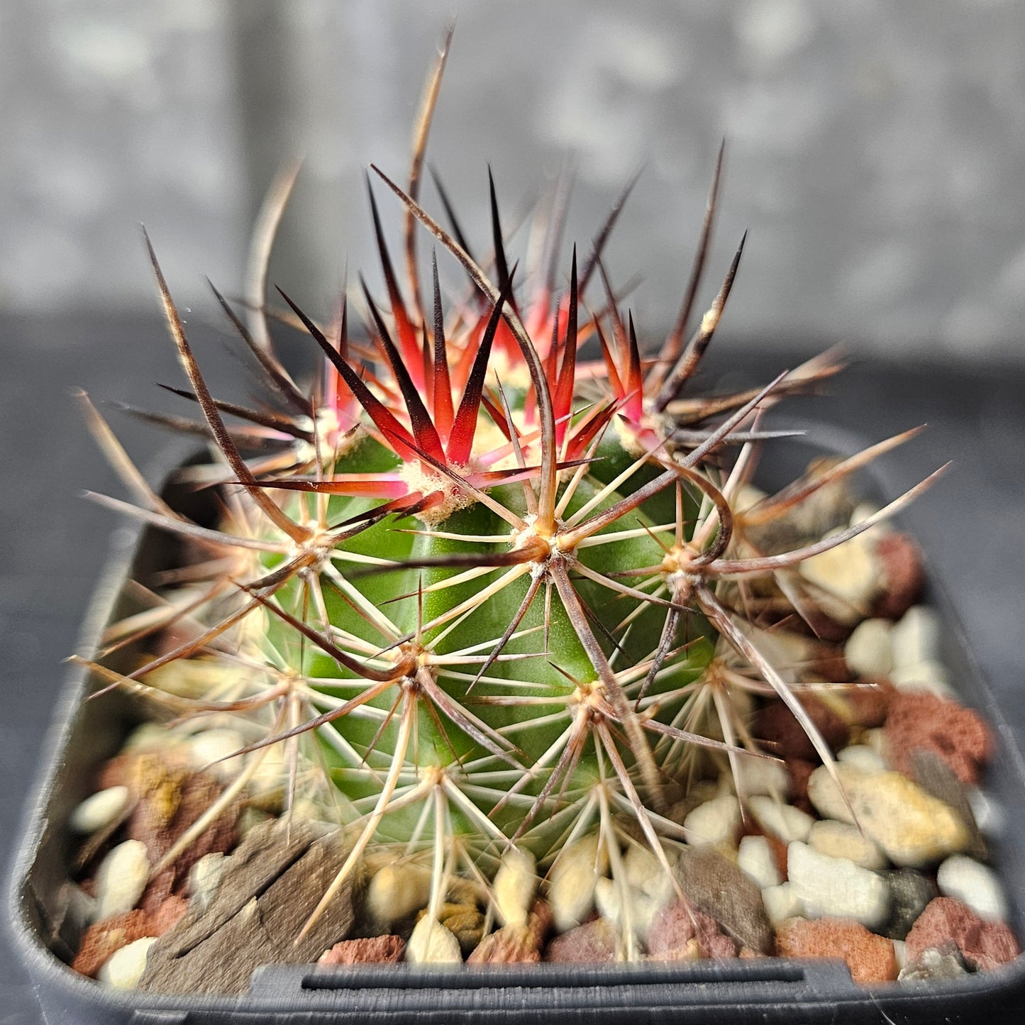 Echinocereus ferreirianus v. lindsayi