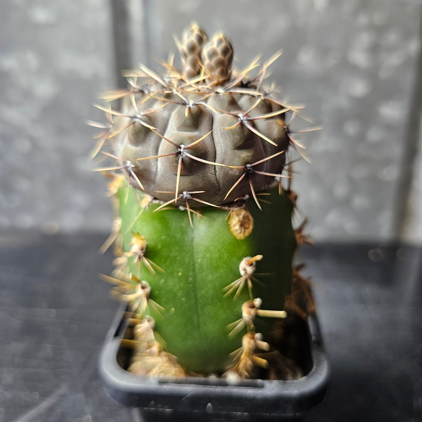 Gymnocalycium esperanzae