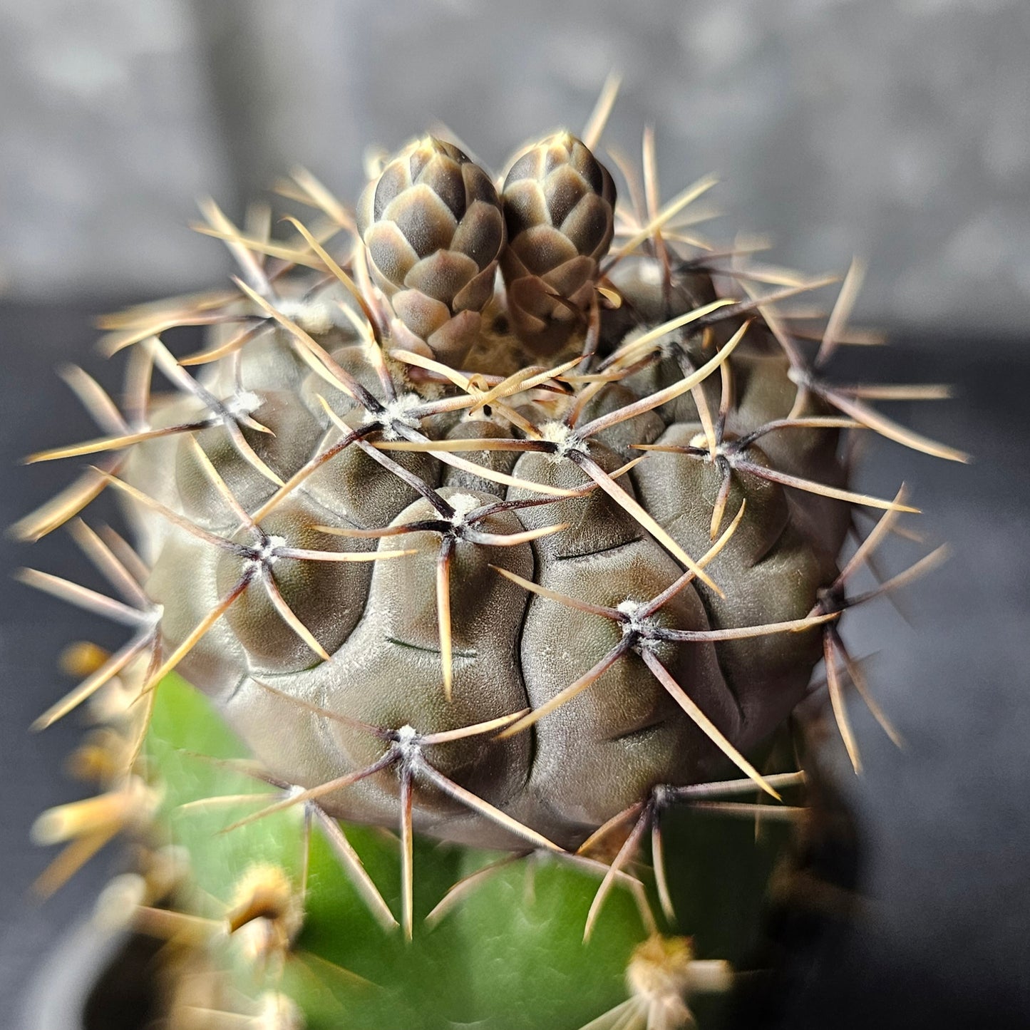 Gymnocalycium esperanzae