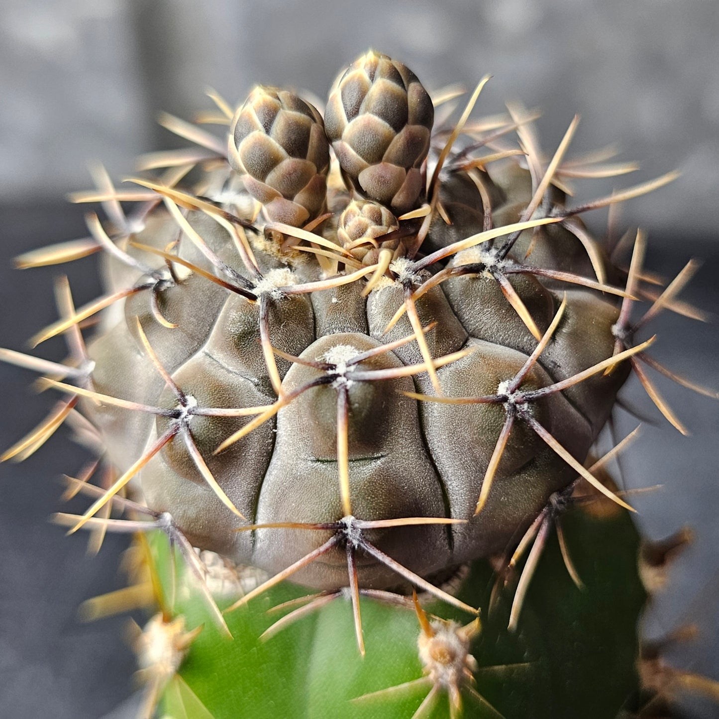 Gymnocalycium esperanzae