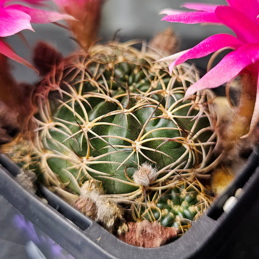 Lobivia hybrid (9KZ)