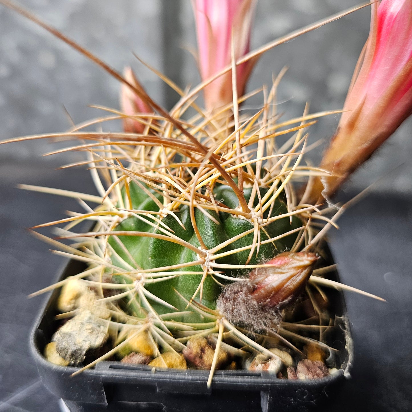 Lobivia hybrid (NX8)