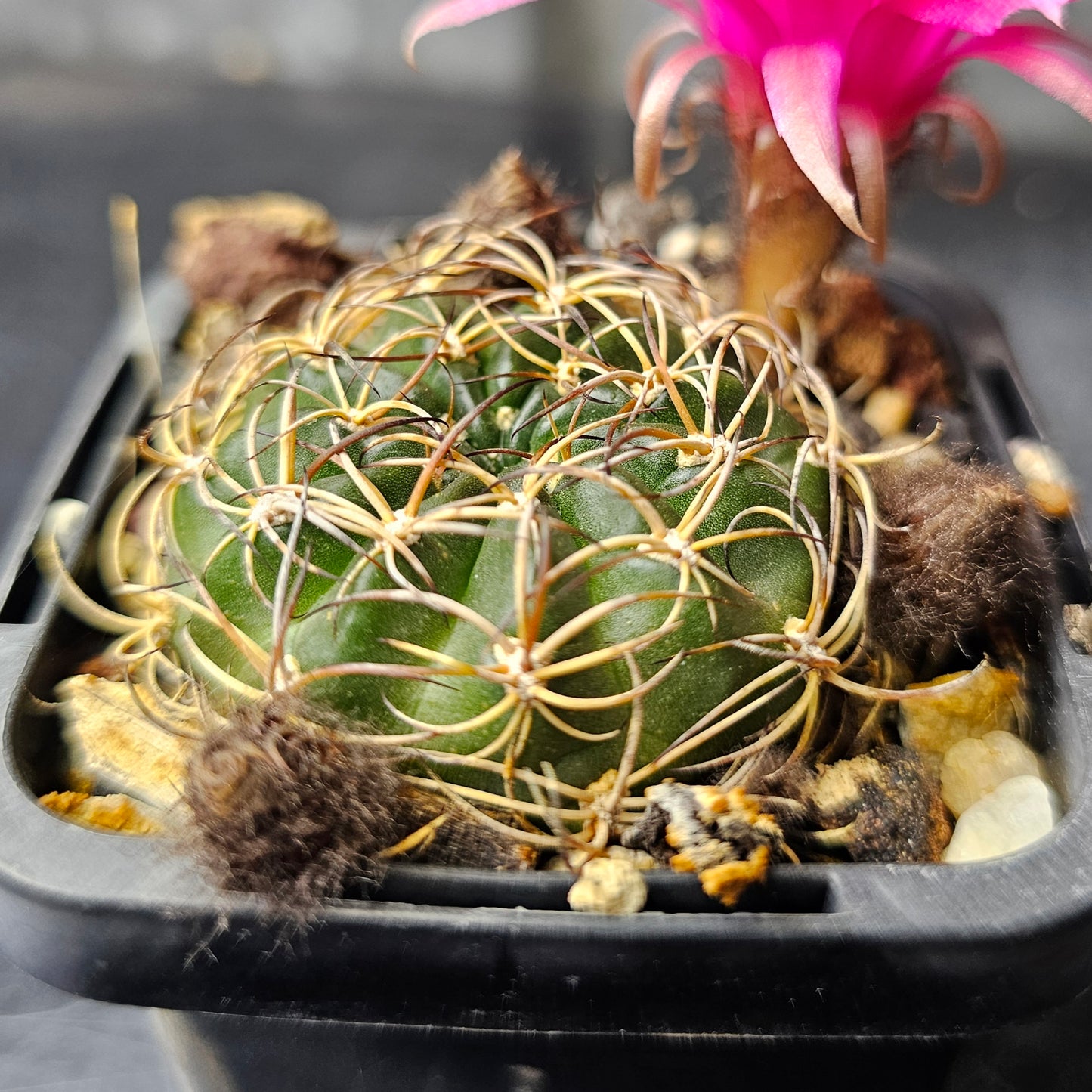 Lobivia hybrid (R4D)