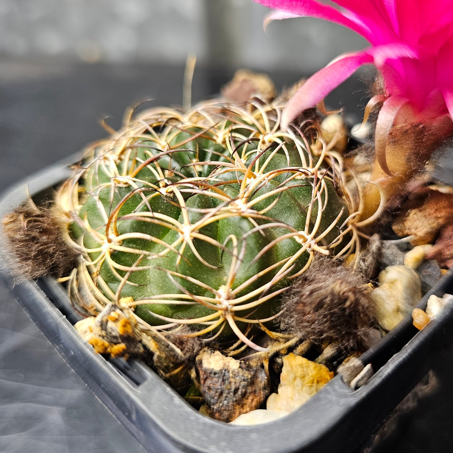 Lobivia hybrid (R4D)