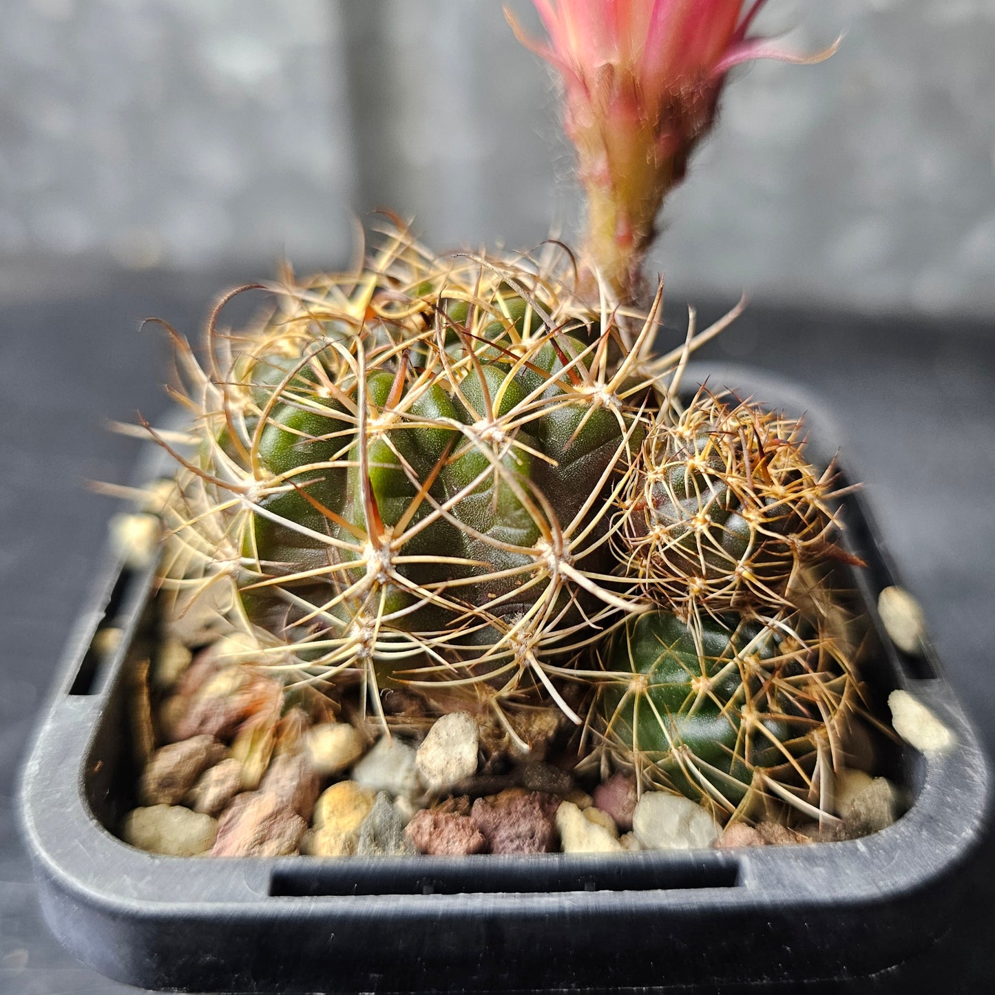 Lobivia hybrid (4CQ)