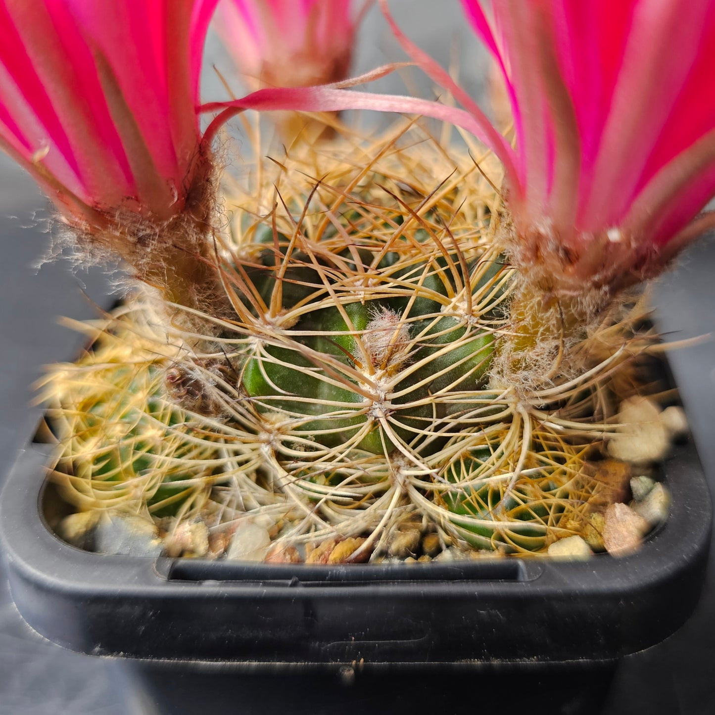 Lobivia hybrid (7MT)