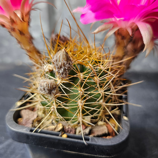 Lobivia hybrid (W9F)