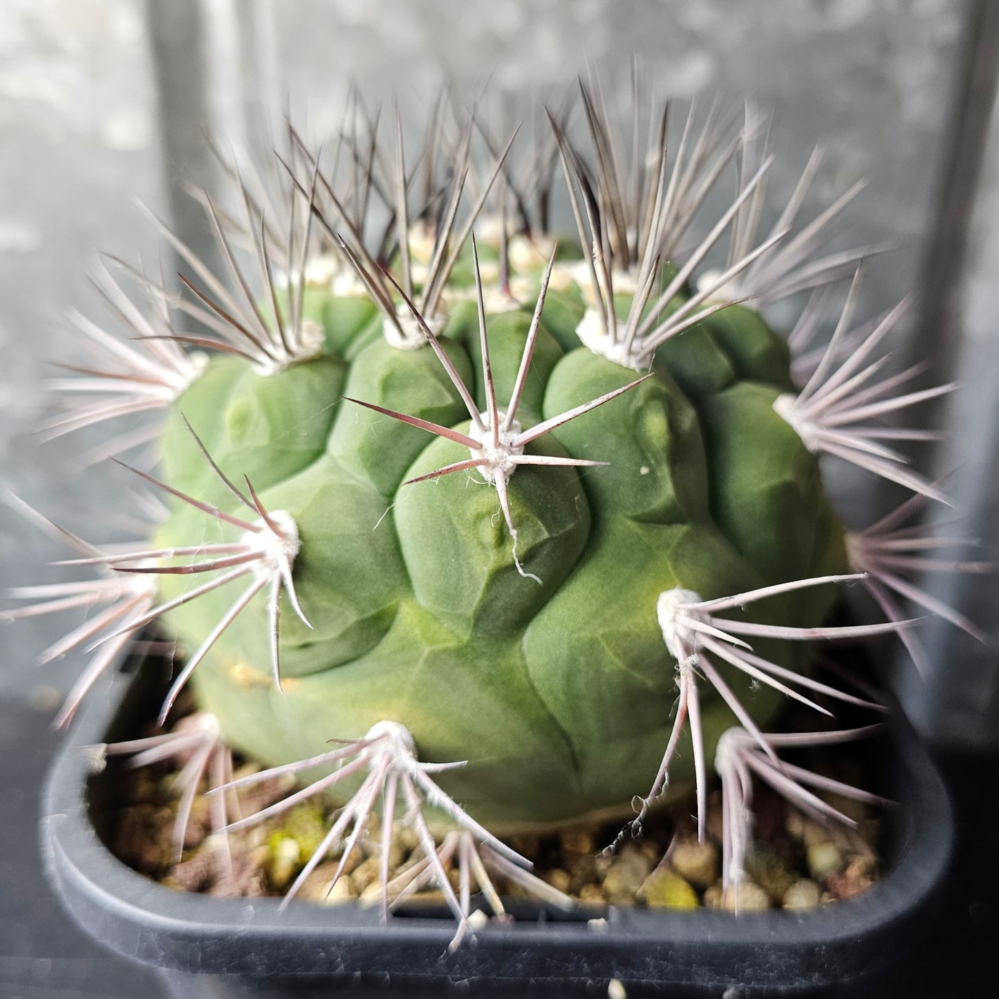 Gymnocalycium saglionis v. tucumanensis