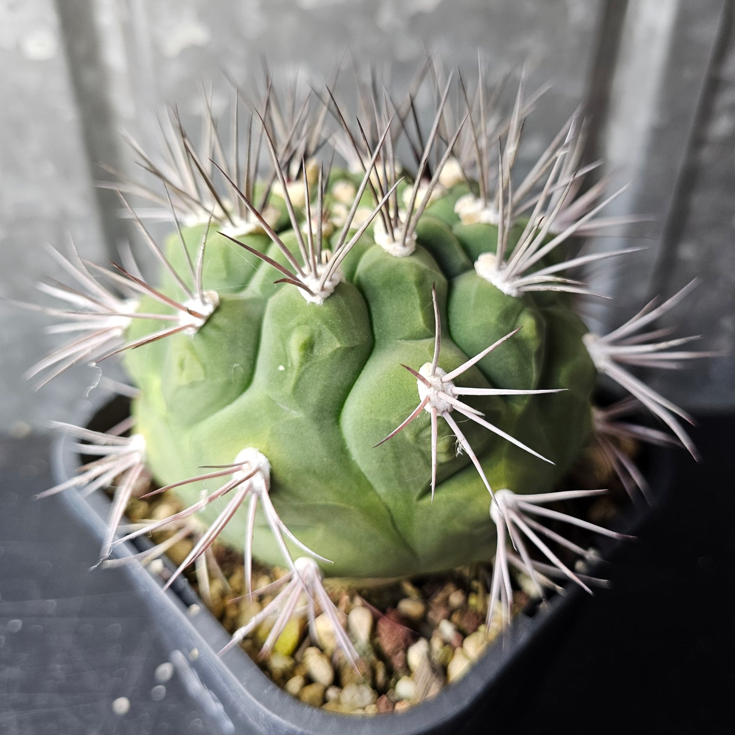 Gymnocalycium saglionis v. tucumanensis