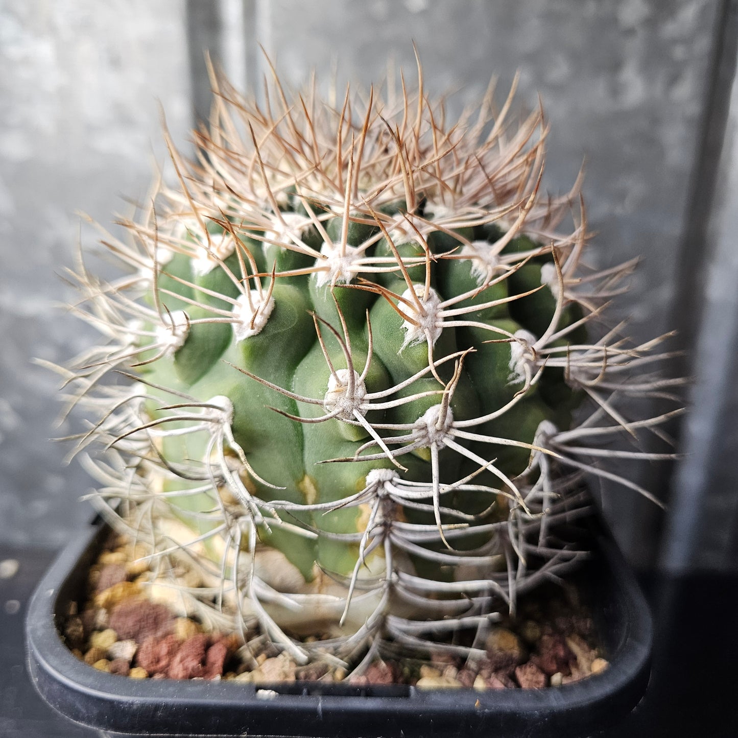 Gymnocalycium sp.