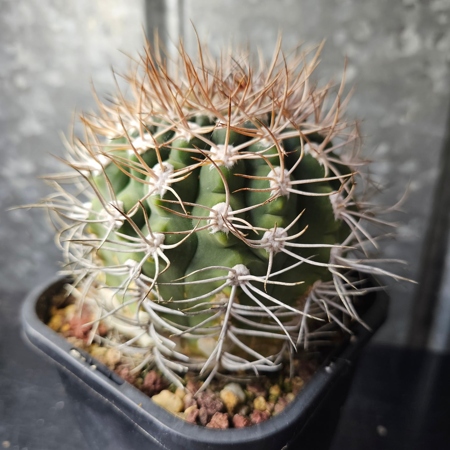 Gymnocalycium sp.