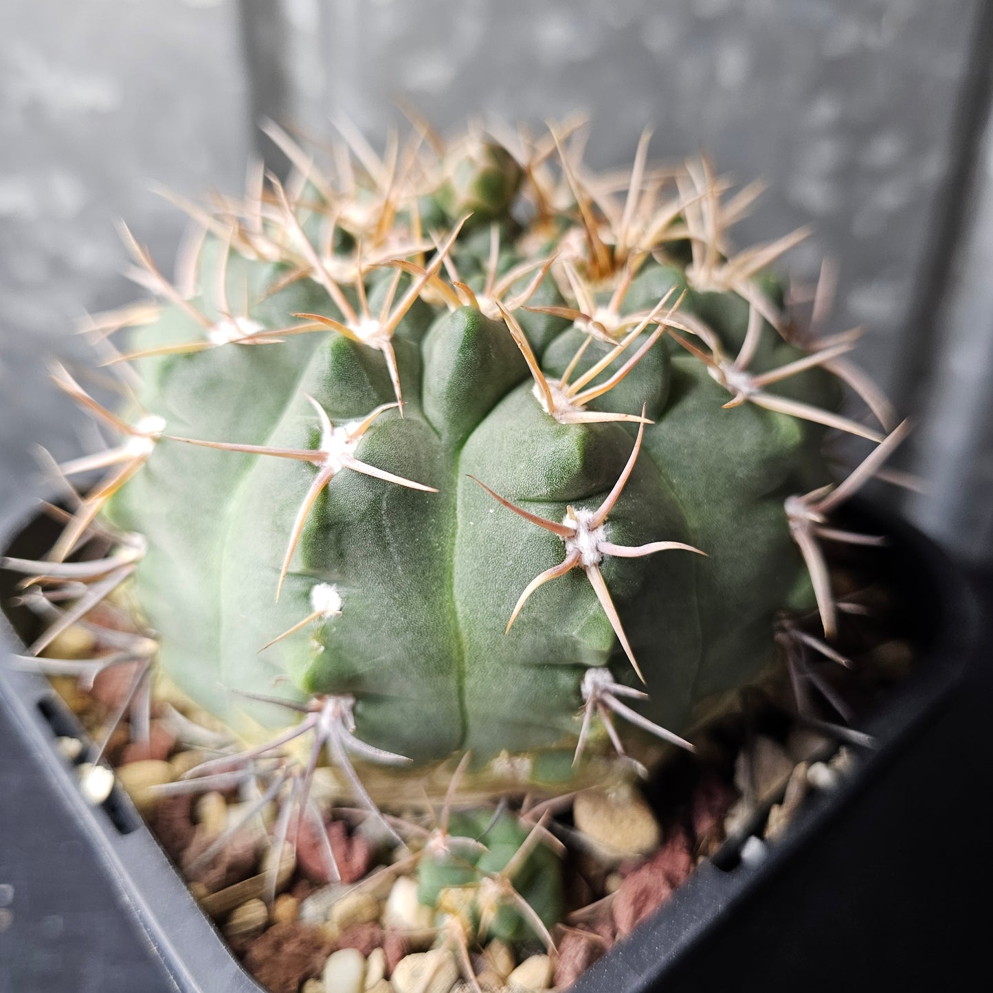 Gymnocalycium carminanthum