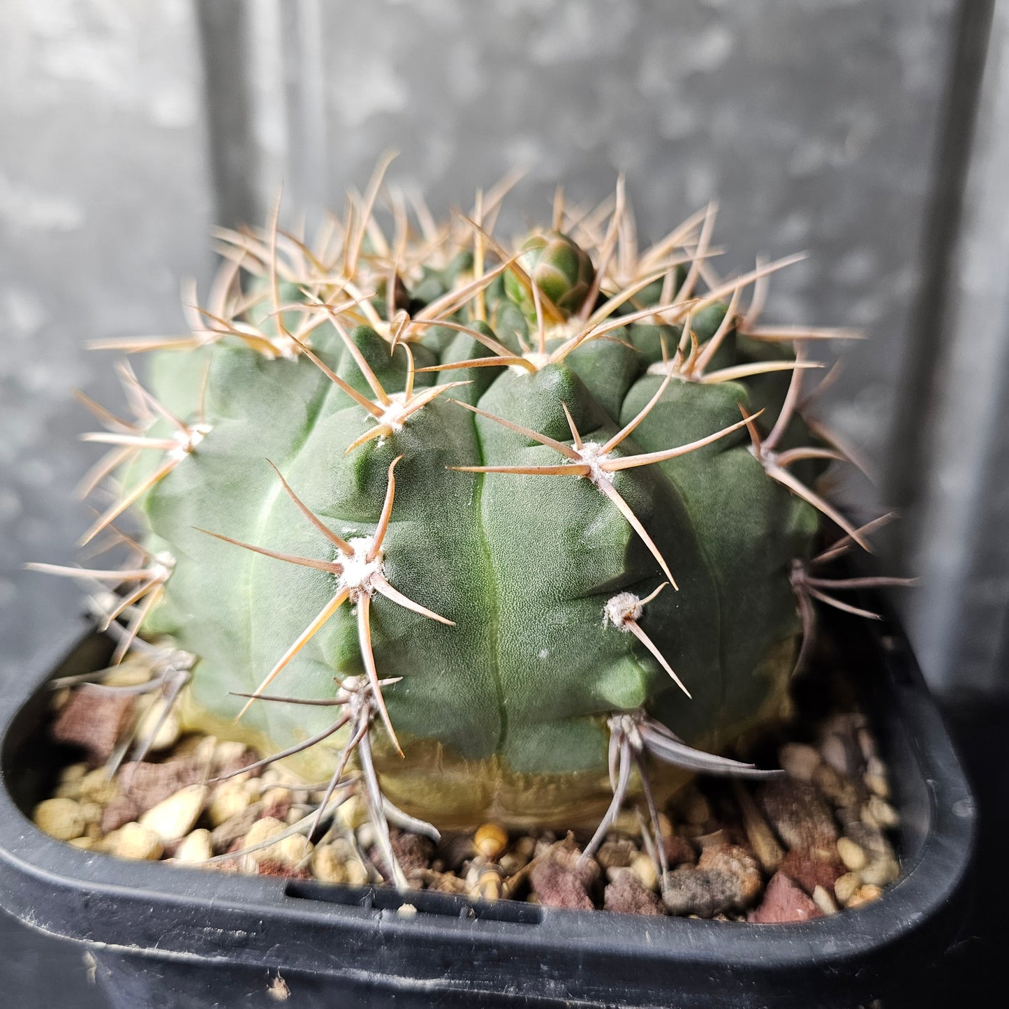 Gymnocalycium carminanthum