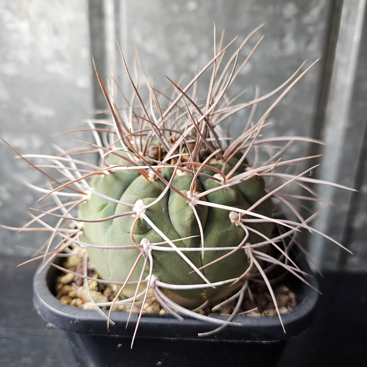Gymnocalycium armatus