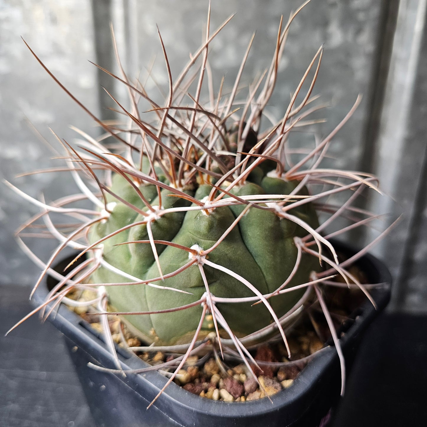 Gymnocalycium armatus