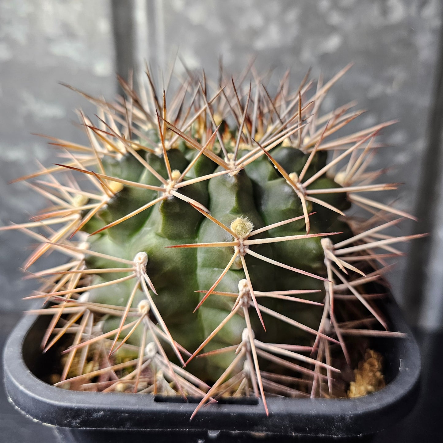Gymnocalycium michoga