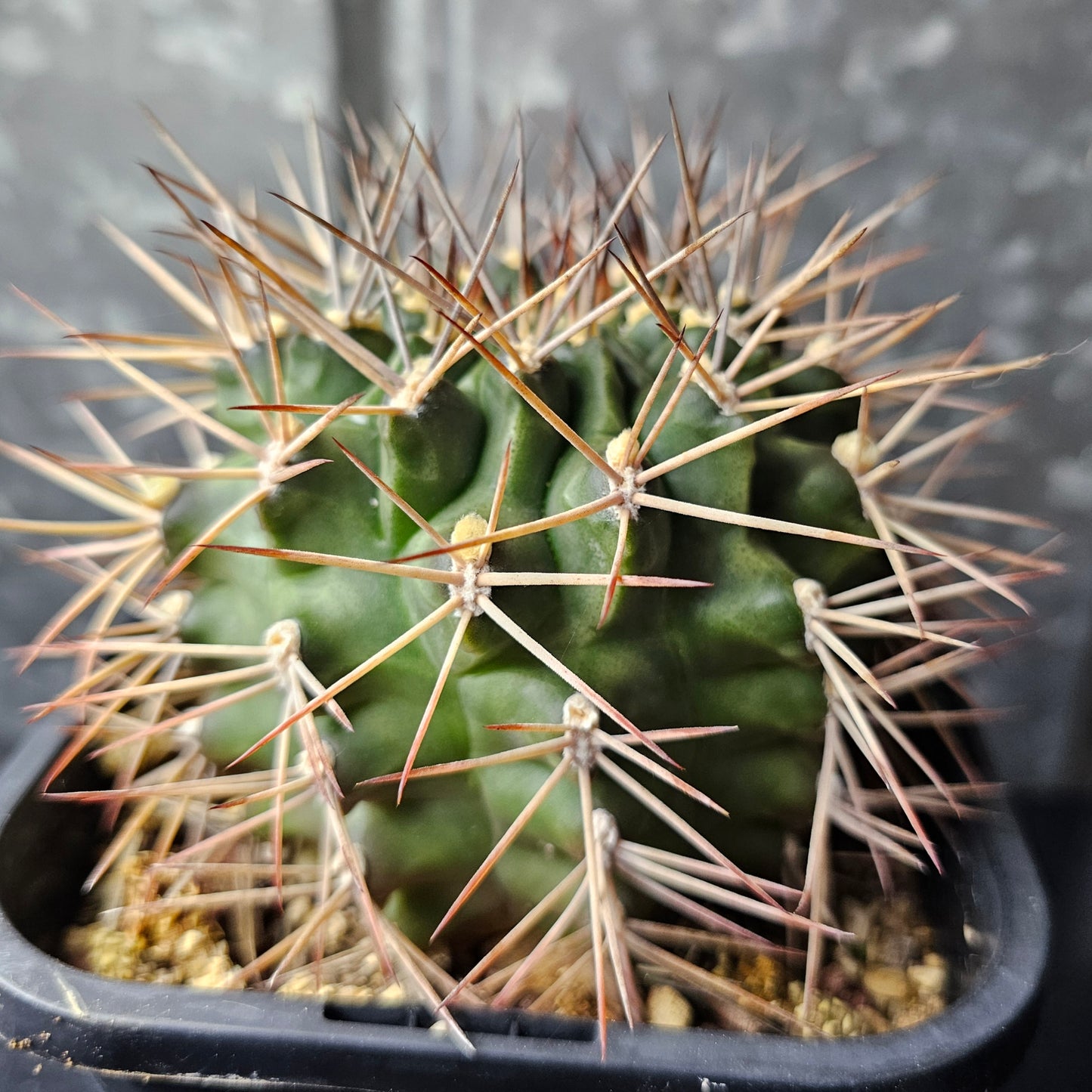 Gymnocalycium michoga