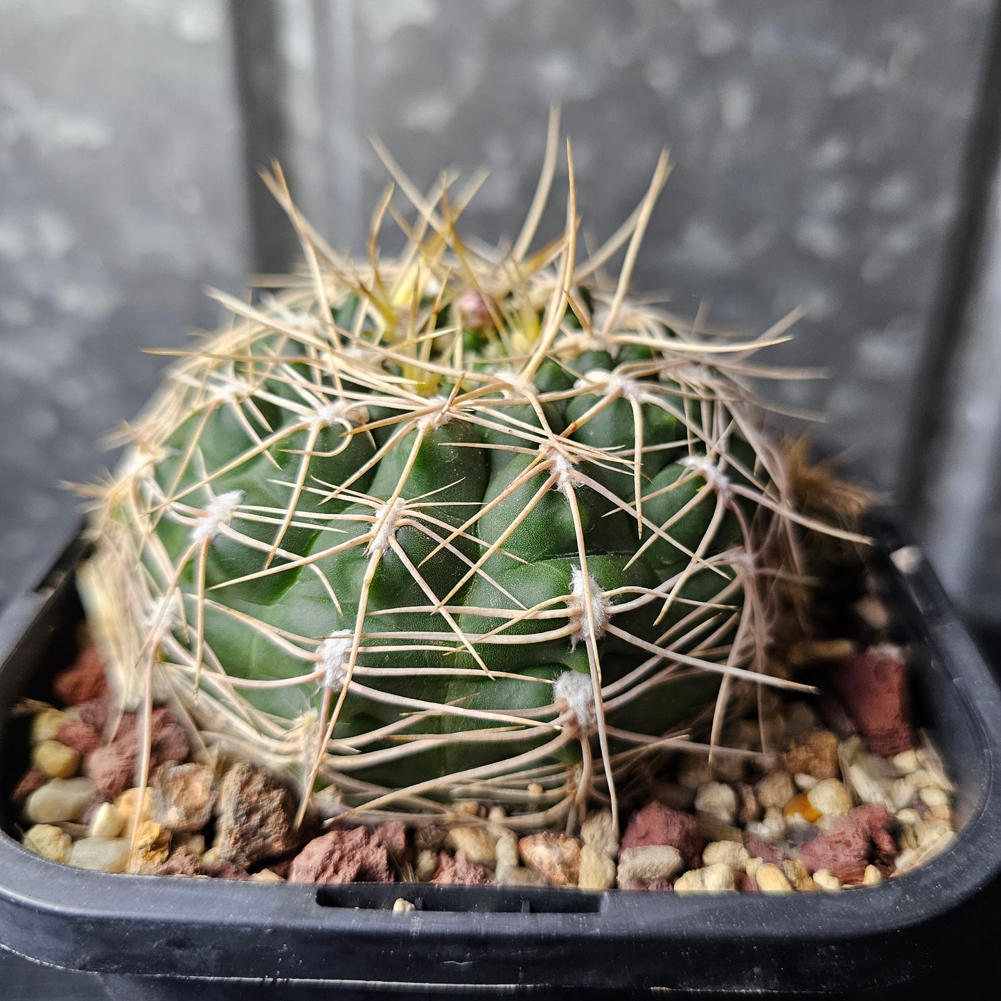 Gymnocalycium capillense