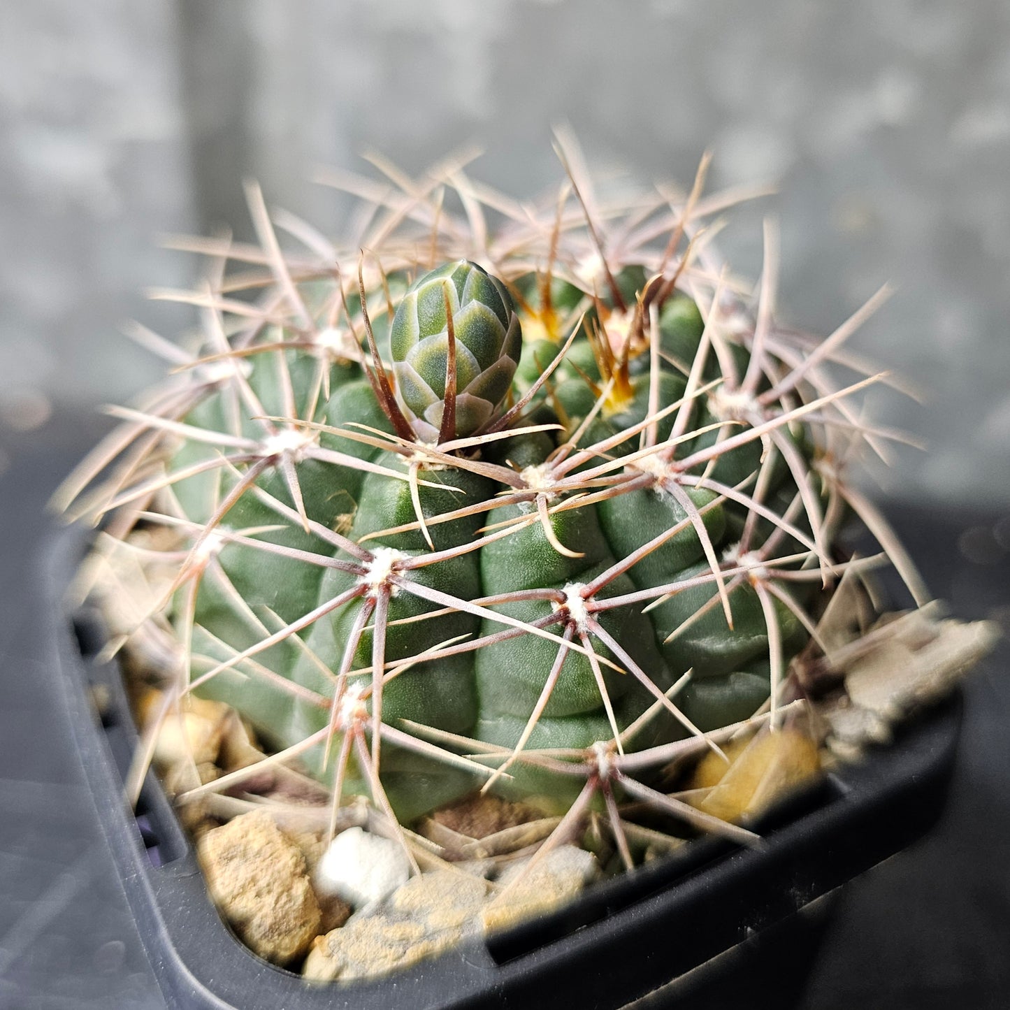 Gymnocalycium marianae (XVJ53)