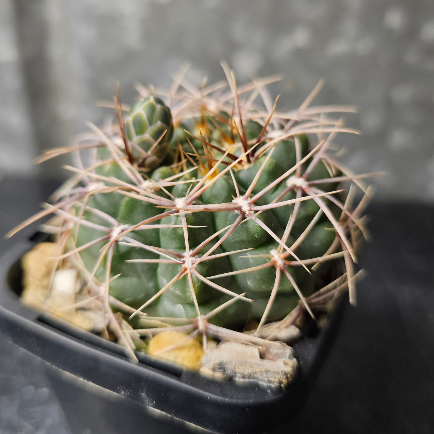 Gymnocalycium marianae (XVJ53)