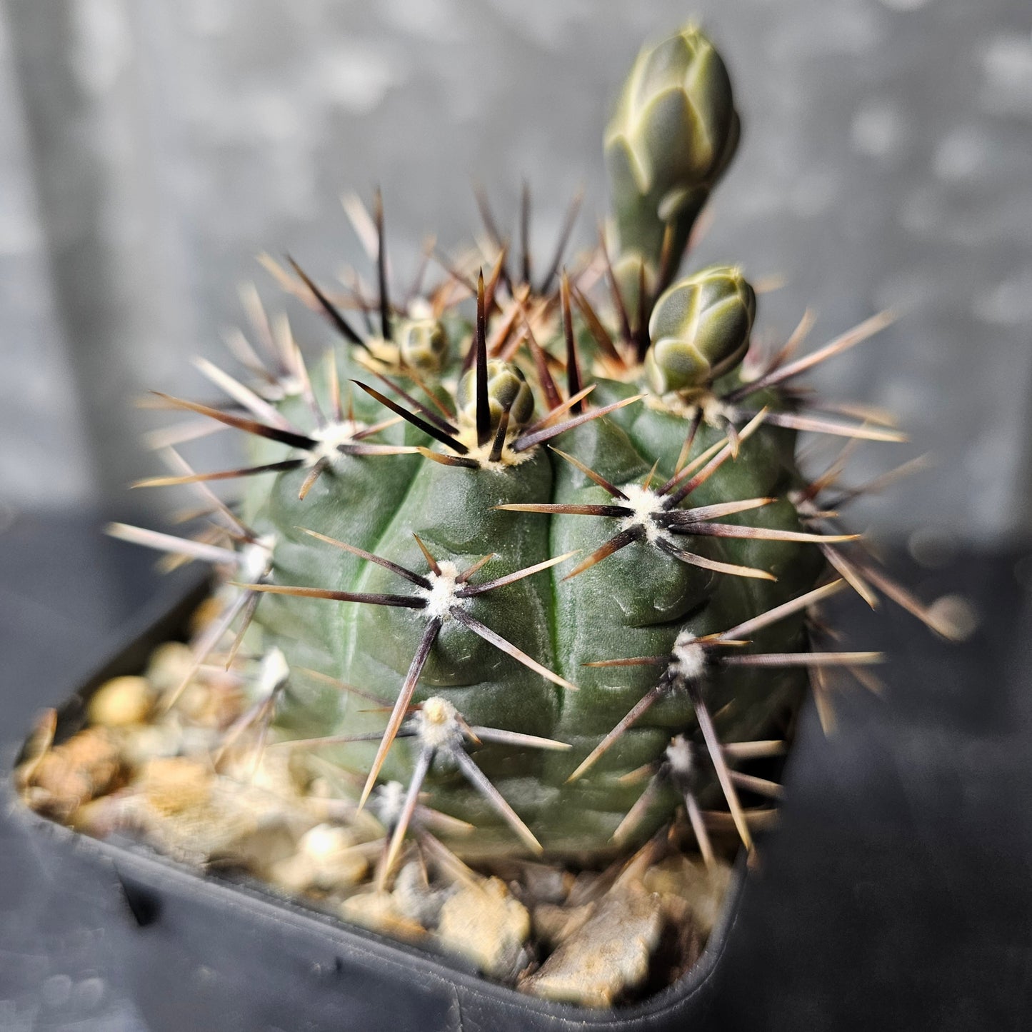 Gymnocalycium borthii WP 64-78A