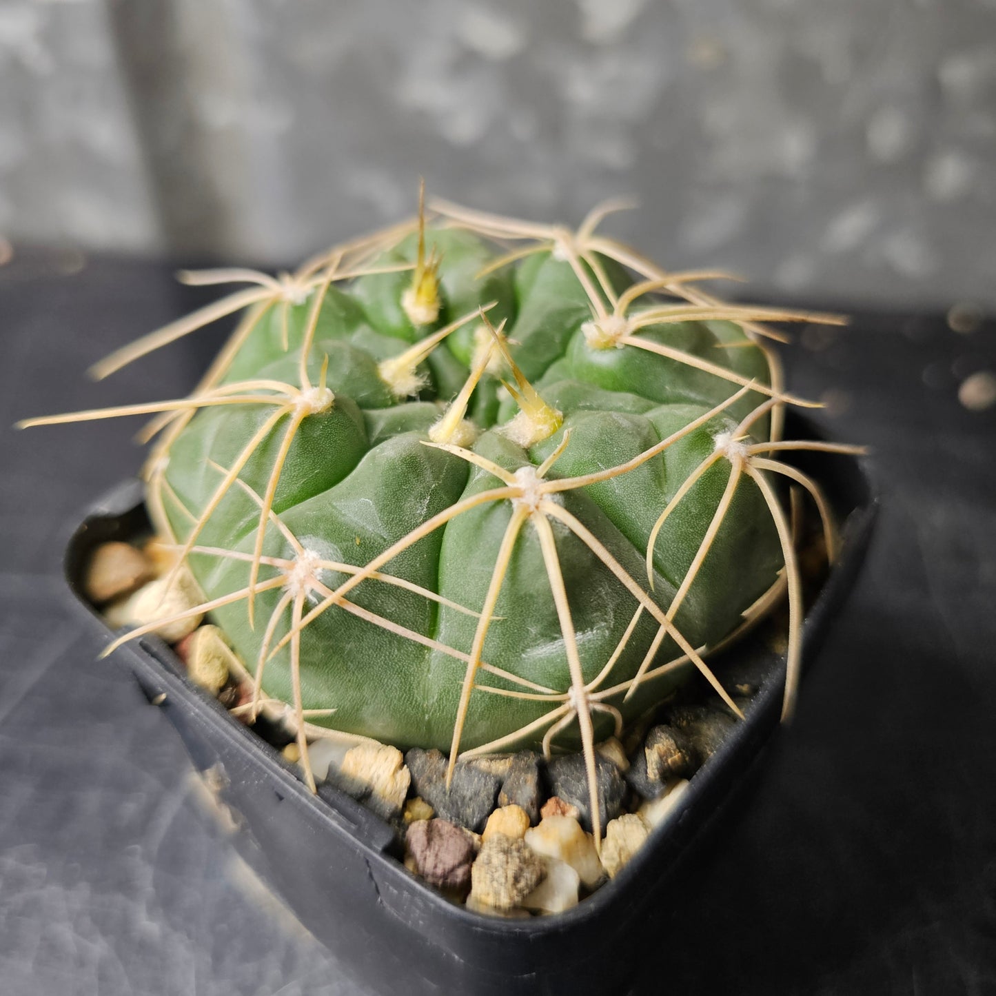 Gymnocalycium bissii JN163