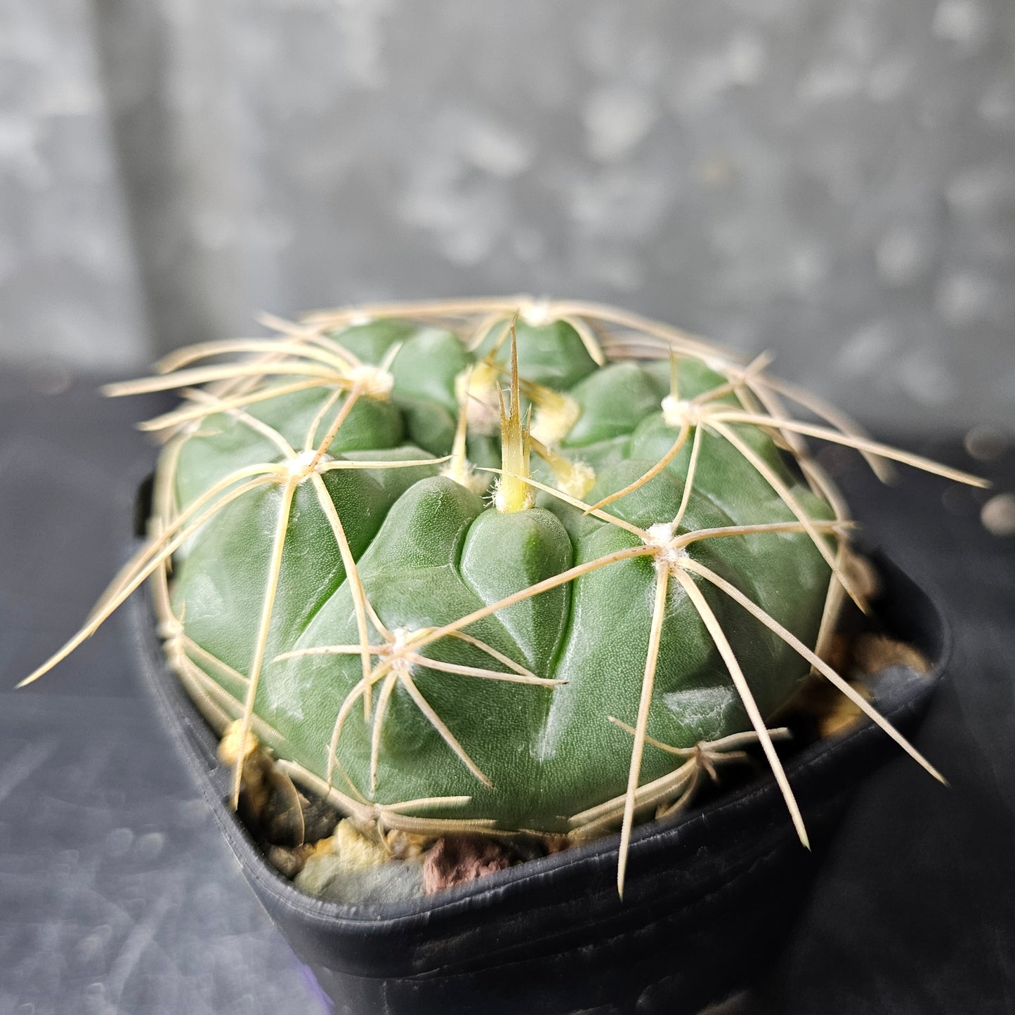 Gymnocalycium bissii JN163