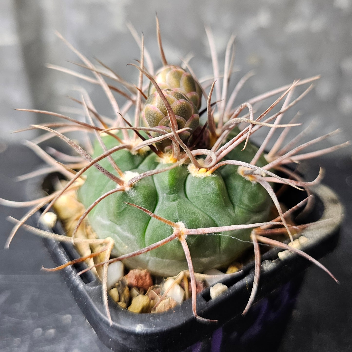 Gymnocalycium bozsingianum (P205)