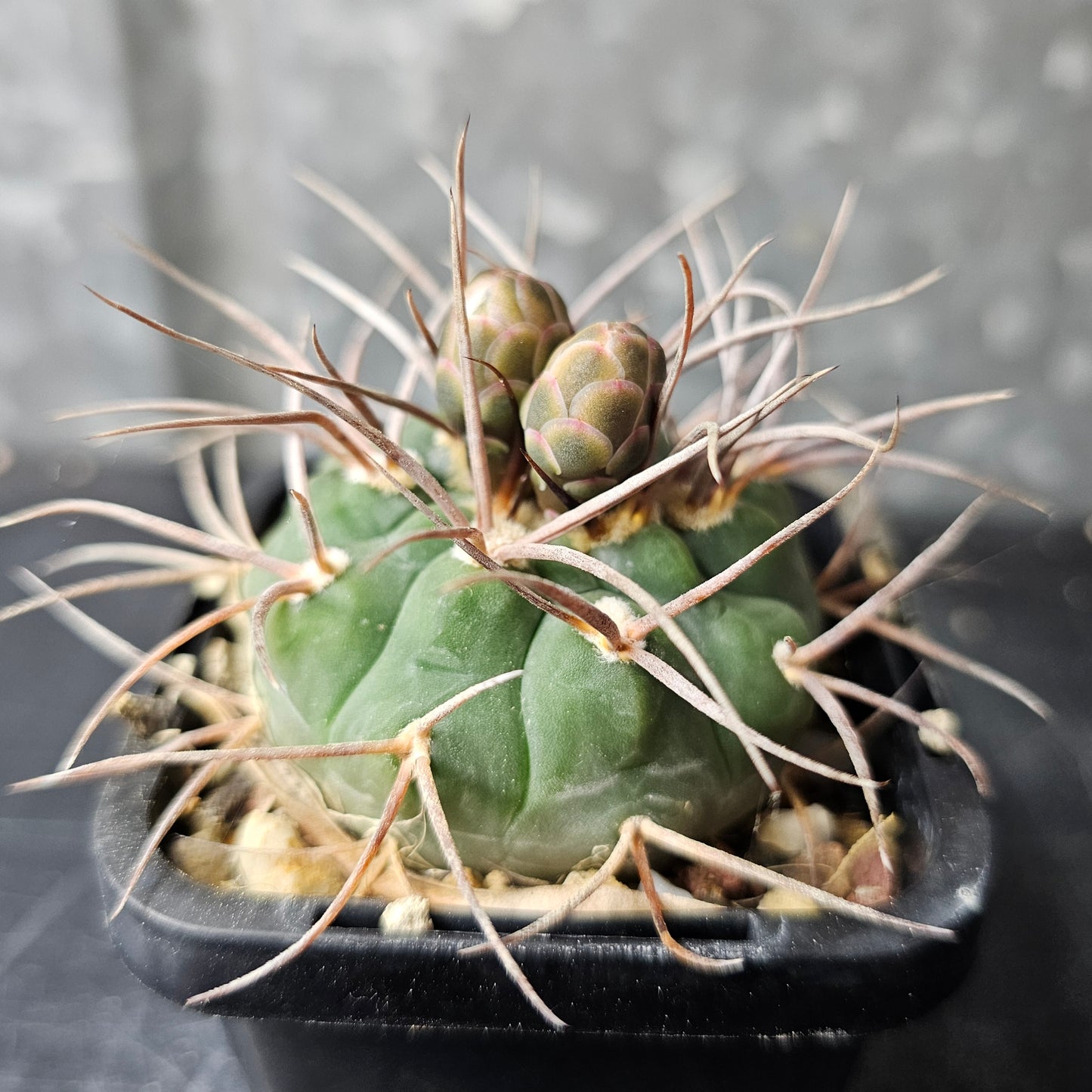 Gymnocalycium bozsingianum (P205)