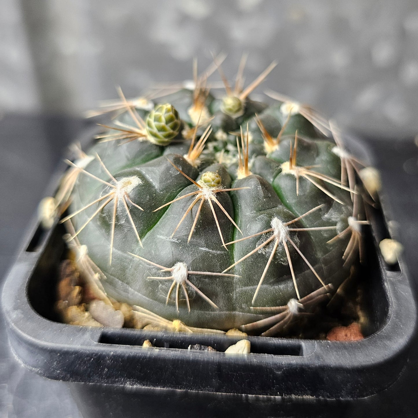 Gymnocalycium morroense